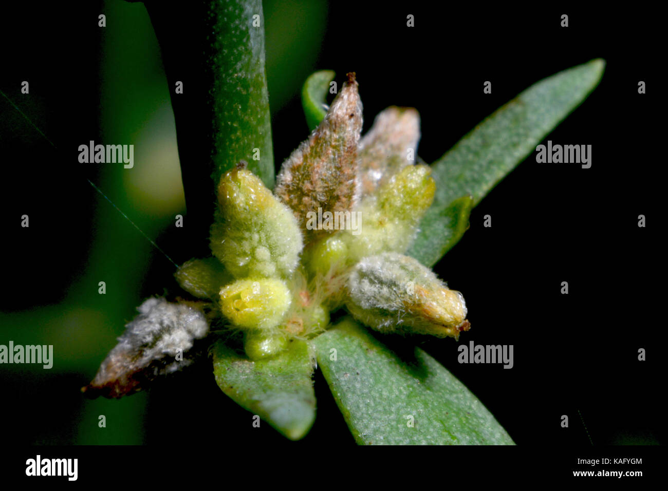 Flowering Thymelaea hirsuta Stock Photo