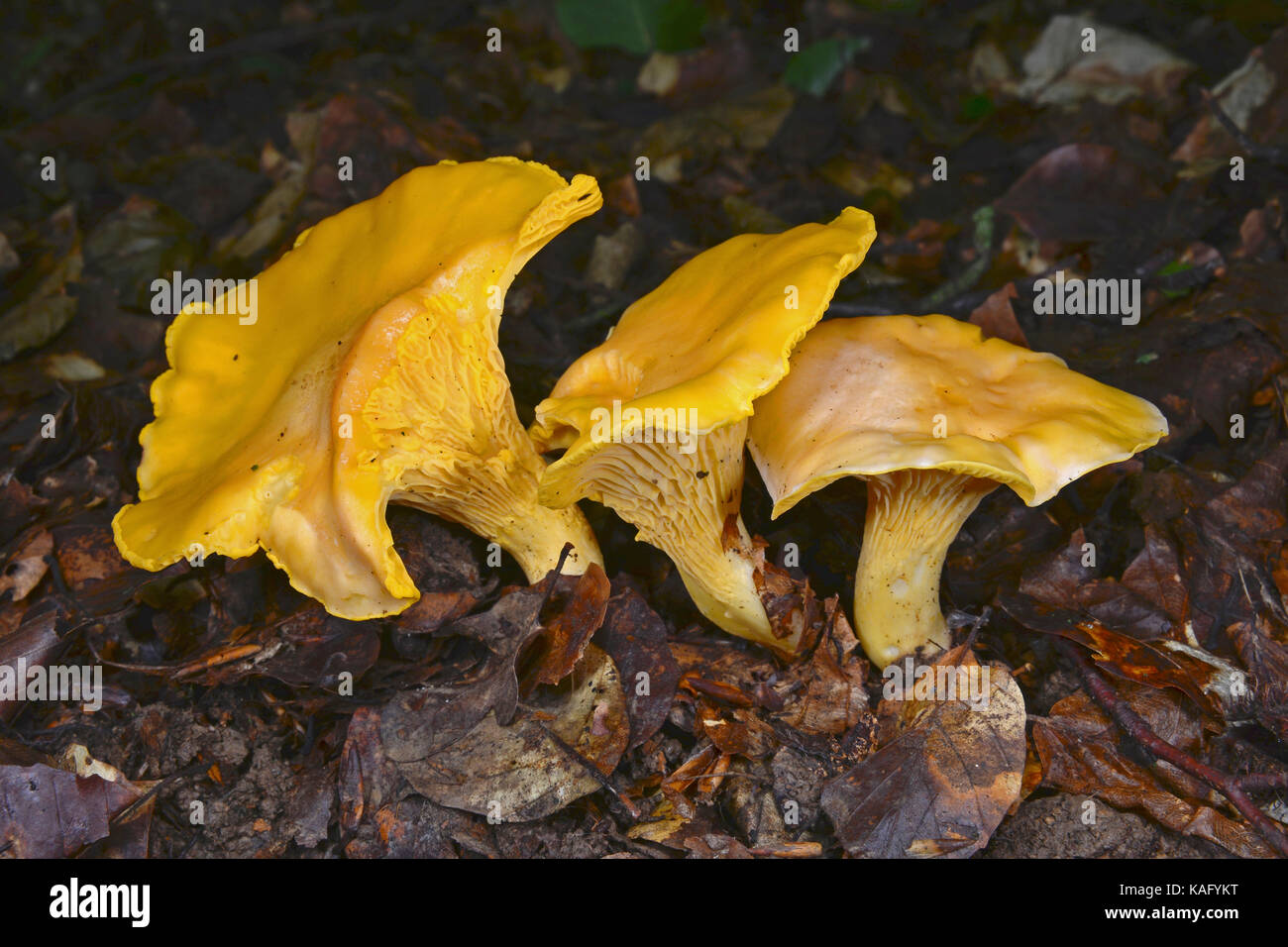 Yellow Chanterelle (Cantharellus cibarius). Mushrooms on the forest floor Stock Photo