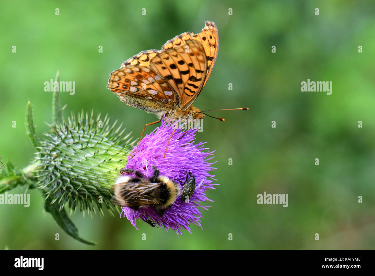 Queen od Spain fritillary (Issoria lathonia, Argynnis lathonia) drinking nectar at a thistle flower together with a bumble bee Stock Photo