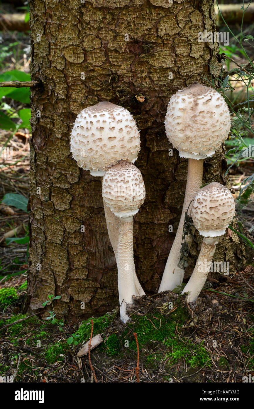 Parasol Mushroom (Macrolepiota procera), young fruiting bodies growing narrowly from one underlayning mycelium Stock Photo
