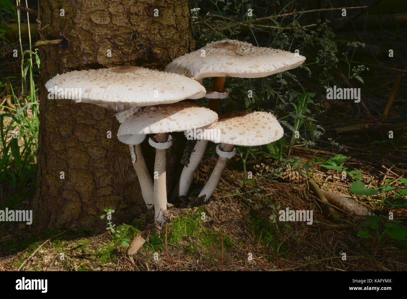 Parasol Mushroom (Macrolepiota procera), four big fruiting bodies growing narrowly from one underlayning mycelium Stock Photo