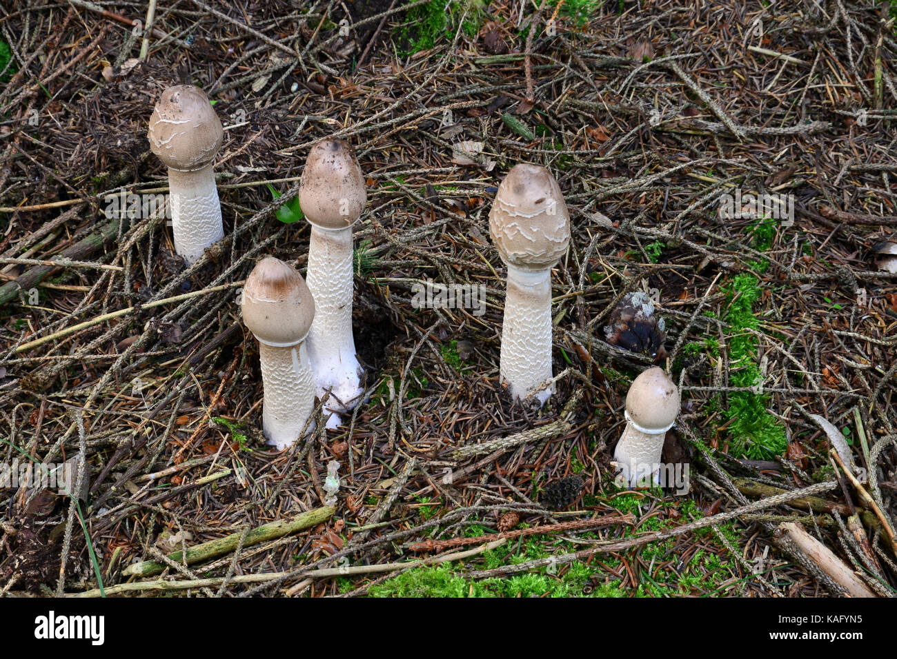 Parasol Mushroom (Macrolepiota procera), young fruiting bodies growing narrowly from one underlayning mycelium Stock Photo