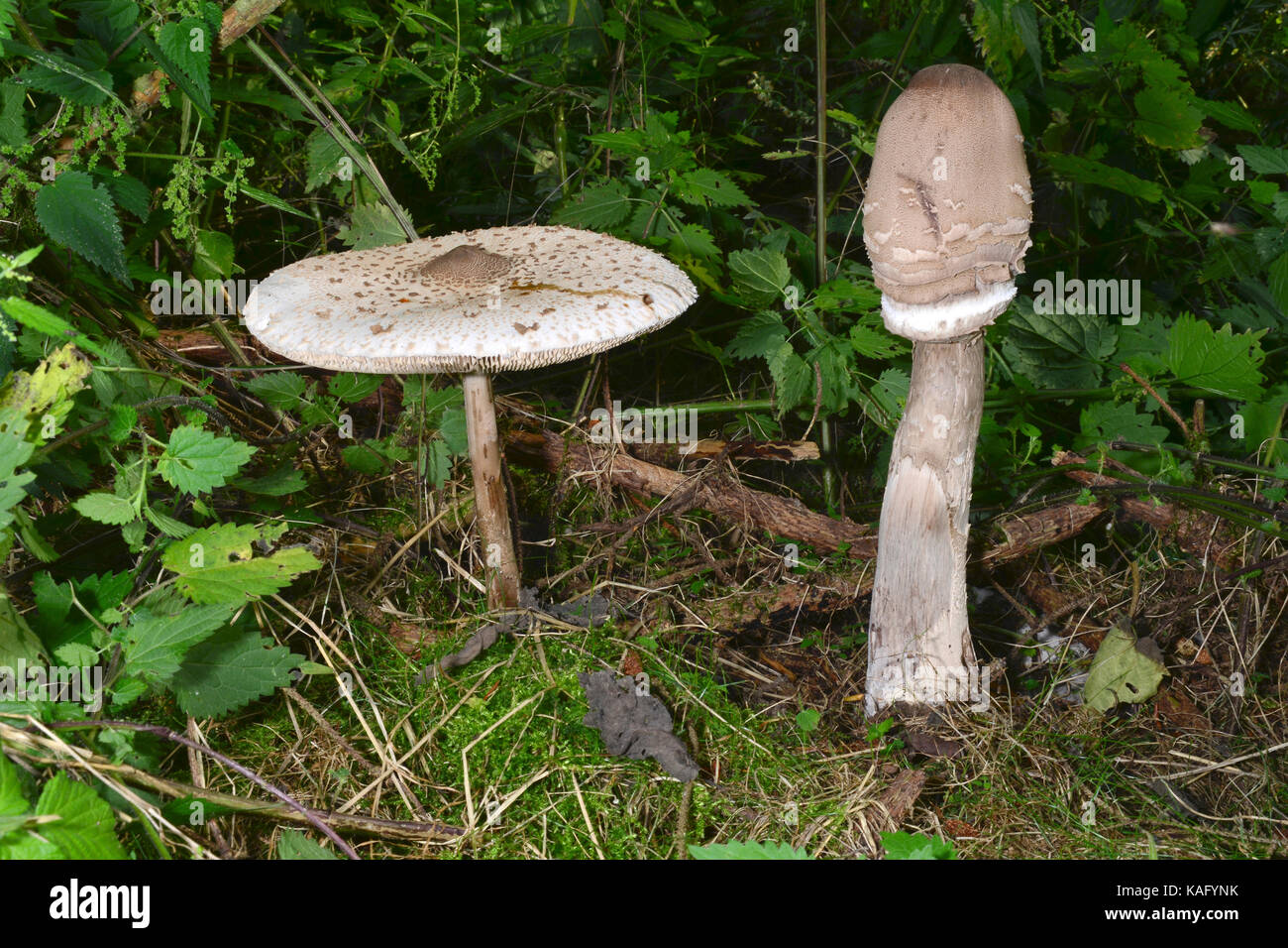 Parasol Mushroom (Macrolepiota procera),  young and old fungus growing from one underlayning mycelium Stock Photo