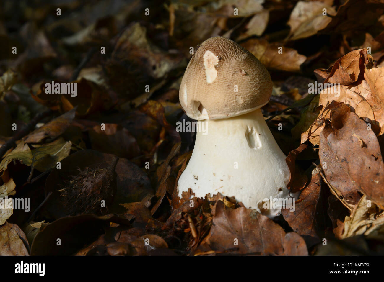 Parasol Mushroom (Macrolepiota procera), very young fruiting body has emerged the foliage layer Stock Photo