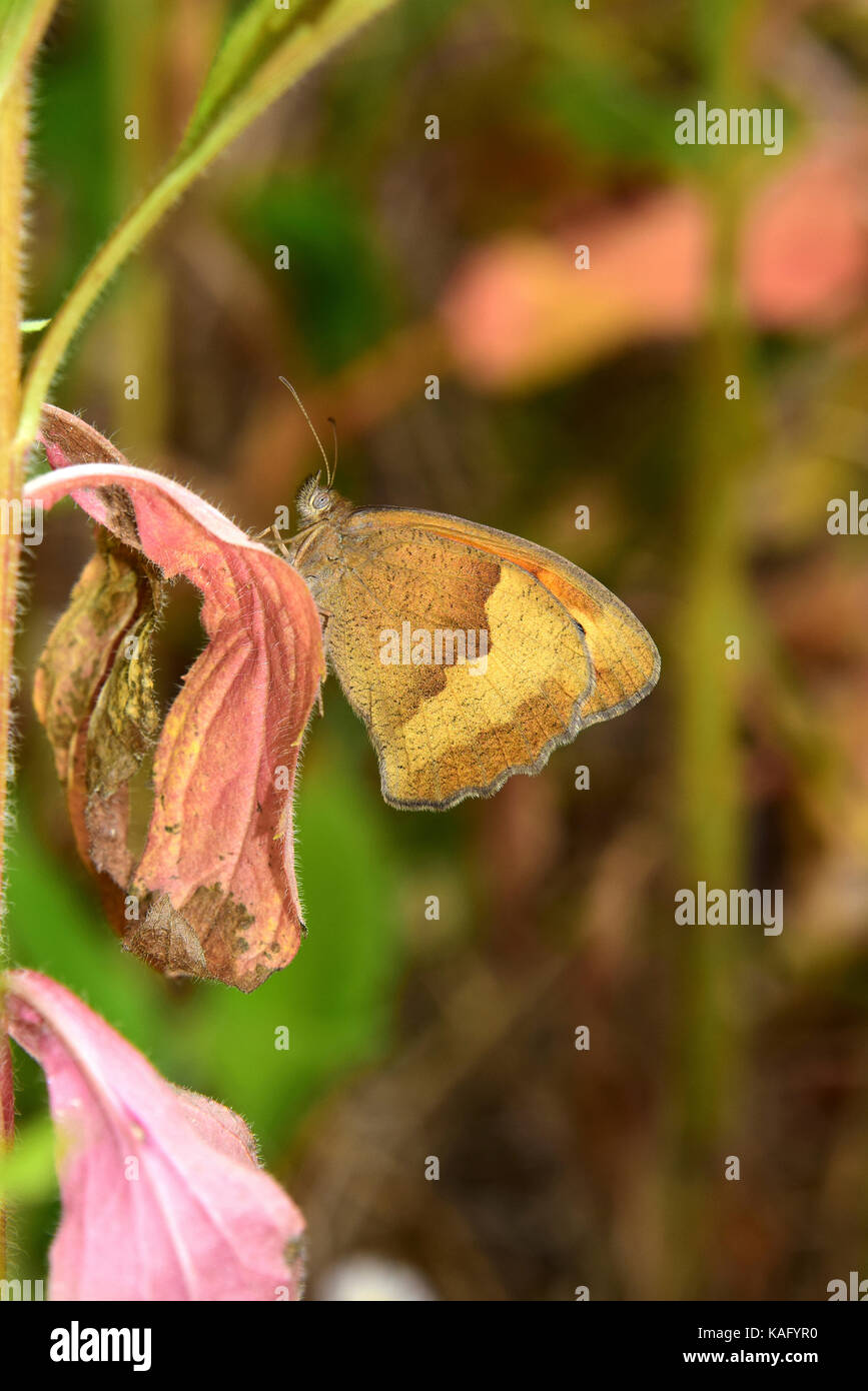 Meadow Brown (Maniola jurtina), female resting on a withered leaf Stock Photo