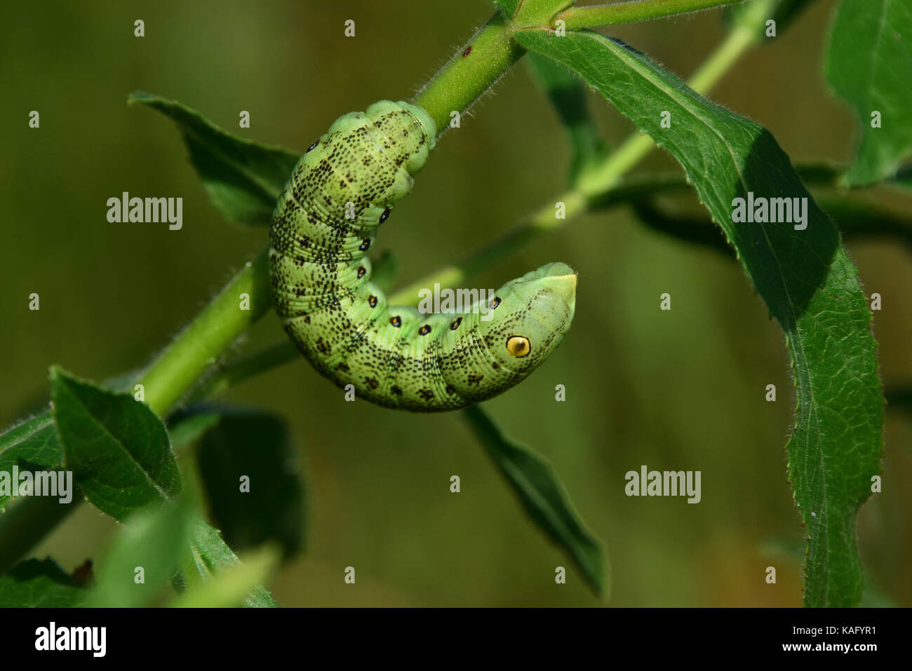 White Cedar Moth caterpillar .Leptocneria reducta Stock Photo - Alamy