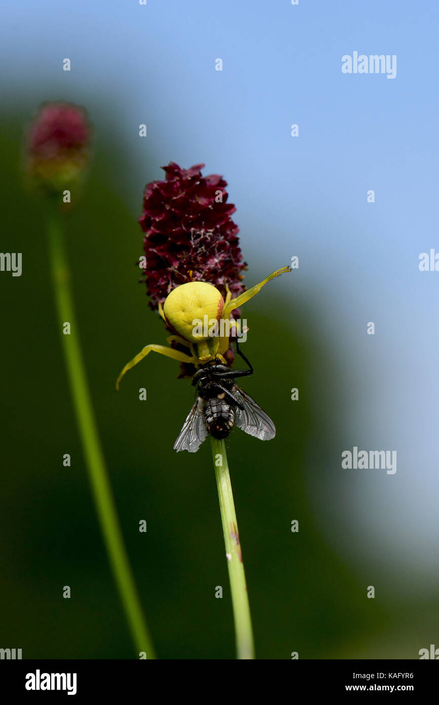 Goldenrod Crab Spider (Misumena vatia), yellow, has cought a flesh fly, while lurking on the flower of the Great Burnet (Sanguisorba officinalis) Stock Photo