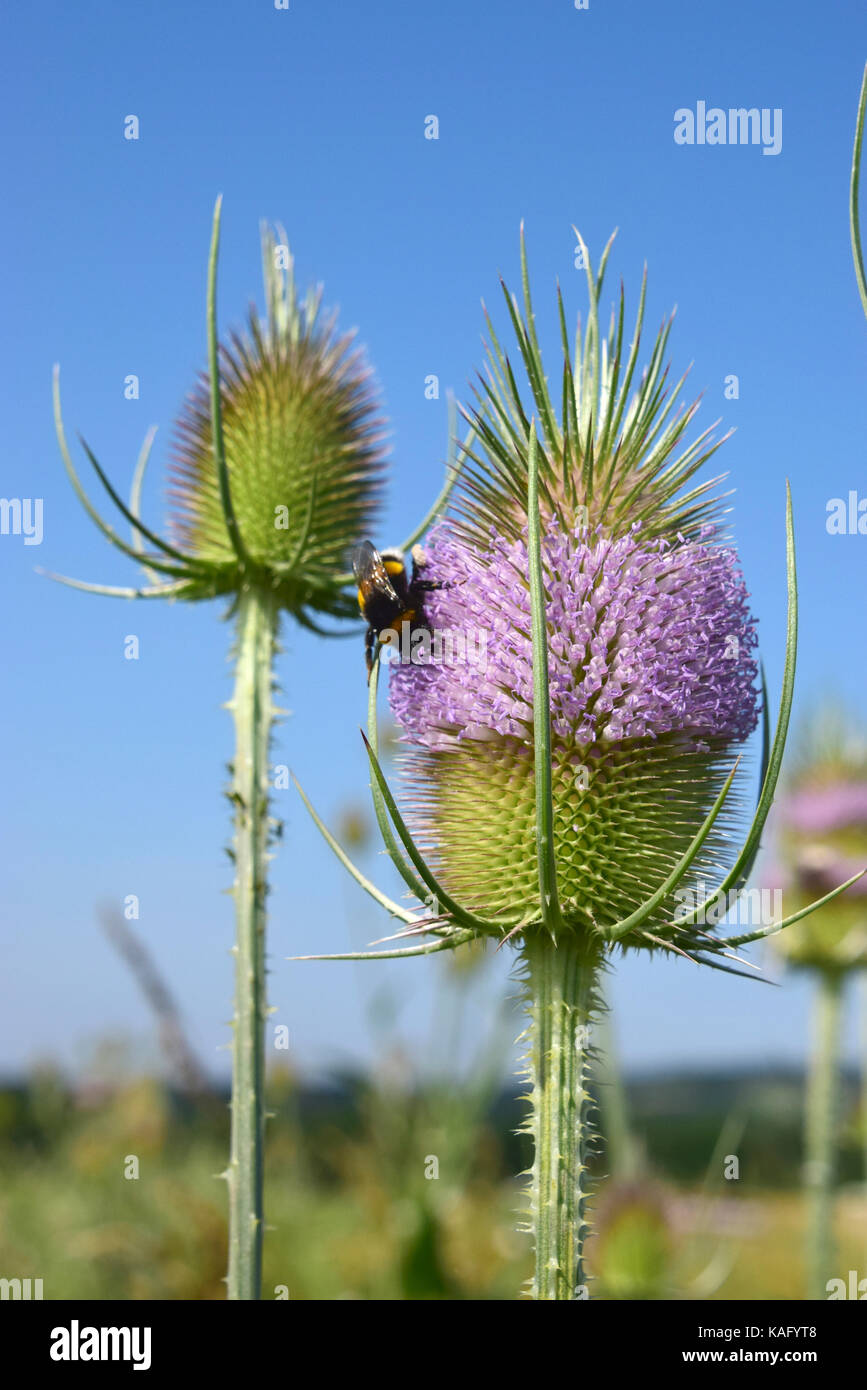 Wild Teasel (Dipsacus fullonum) flowering Stock Photo