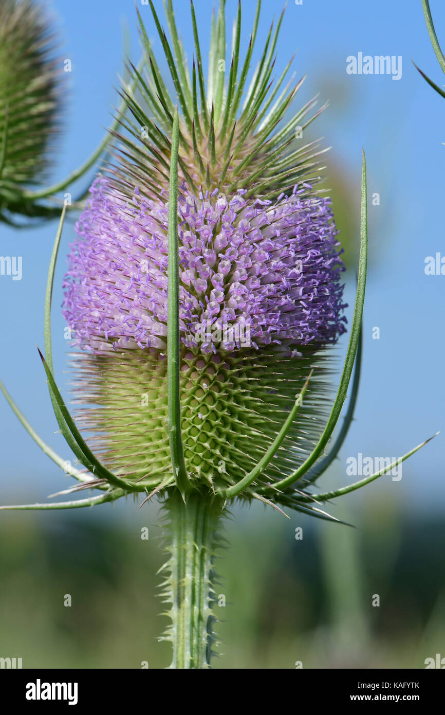 Wild Teasel (Dipsacus fullonum) flowering Stock Photo