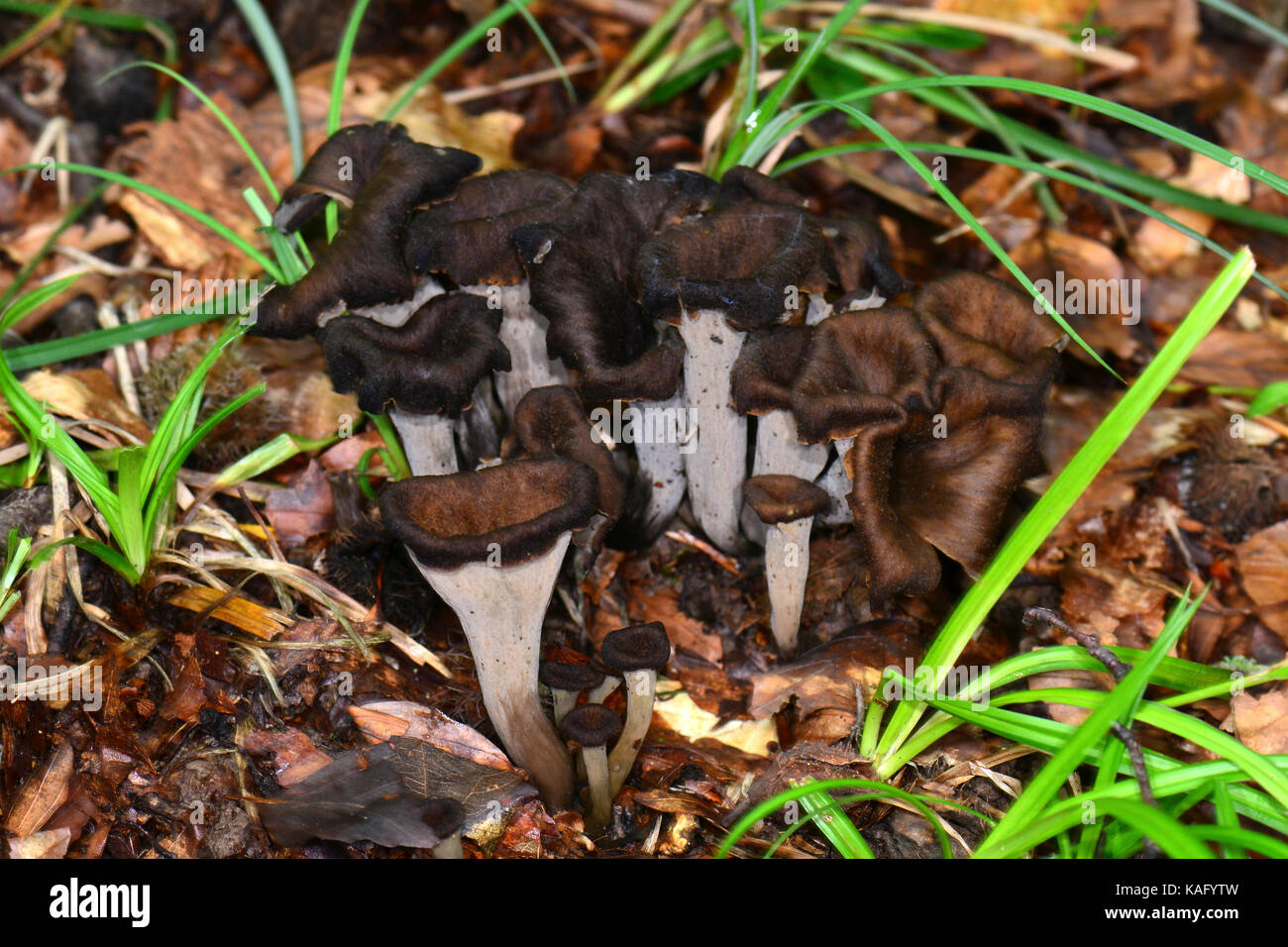 Horn of Plenty (Craterellus cornucopioides), fruiting bodies on the forest floor. Stock Photo