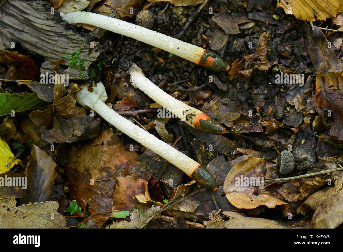 Dog Stinkhorn (Mutinus caninus), fallen fruiting bodies on the forest floor Stock Photo