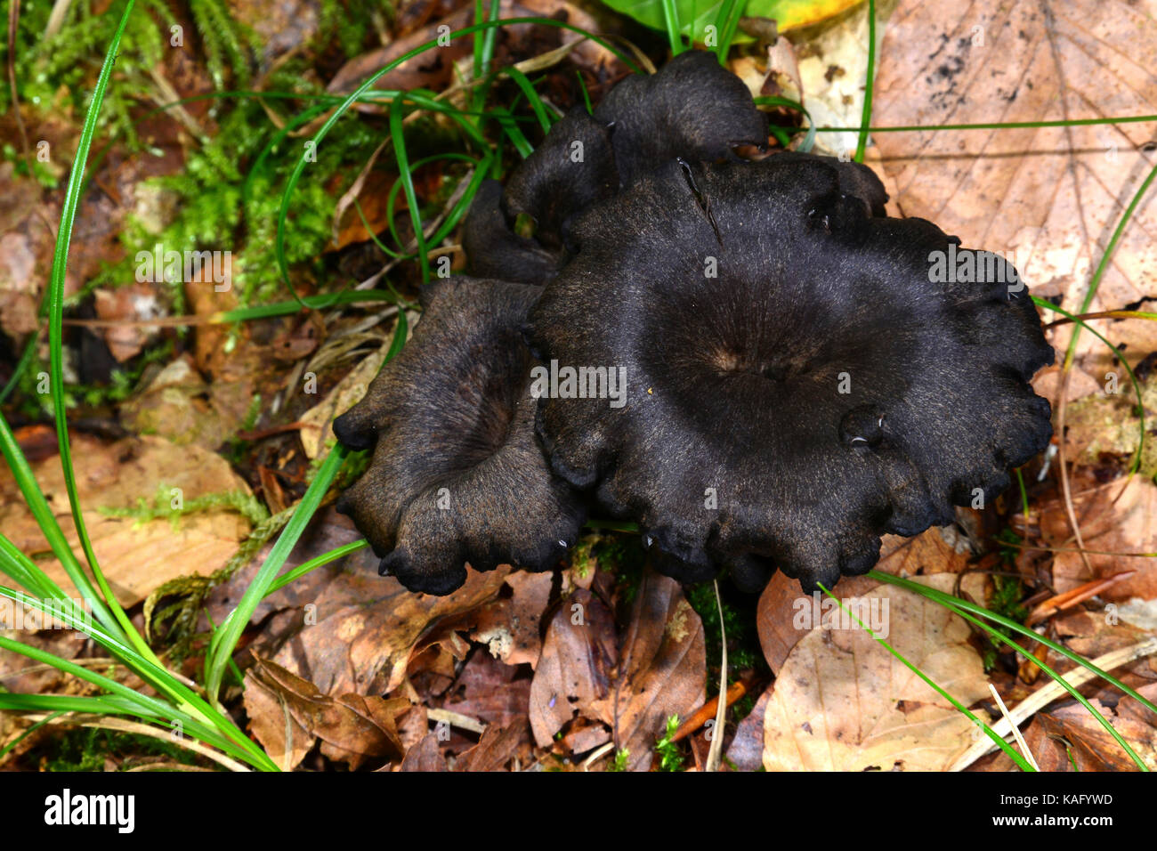 Horn of Plenty (Craterellus cornucopioides), fruiting bodies on the forest floor. Stock Photo