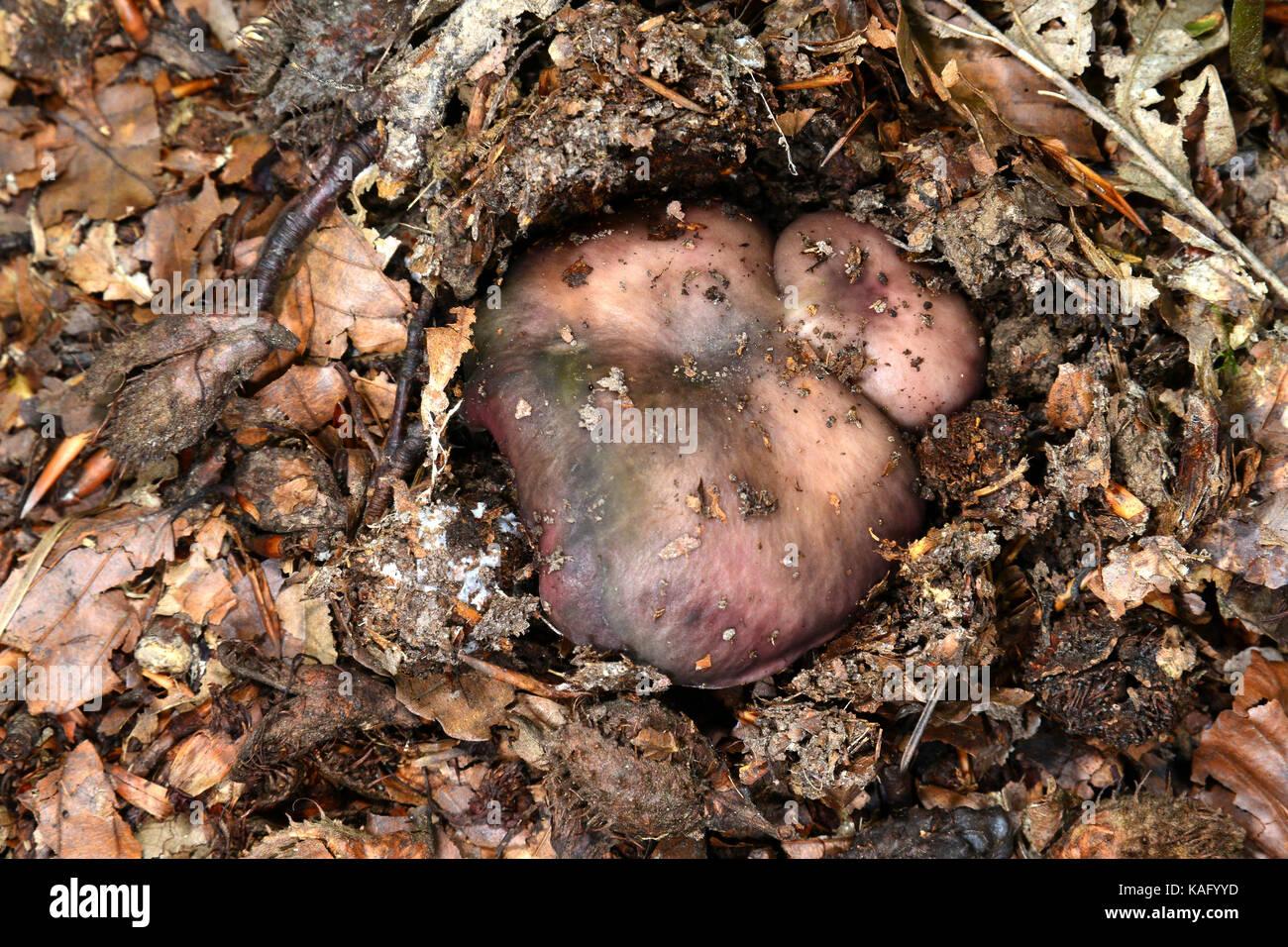 Charcoal Burner (Russula cyanoxantha), fruiting body emerging from the beechforest floor Stock Photo