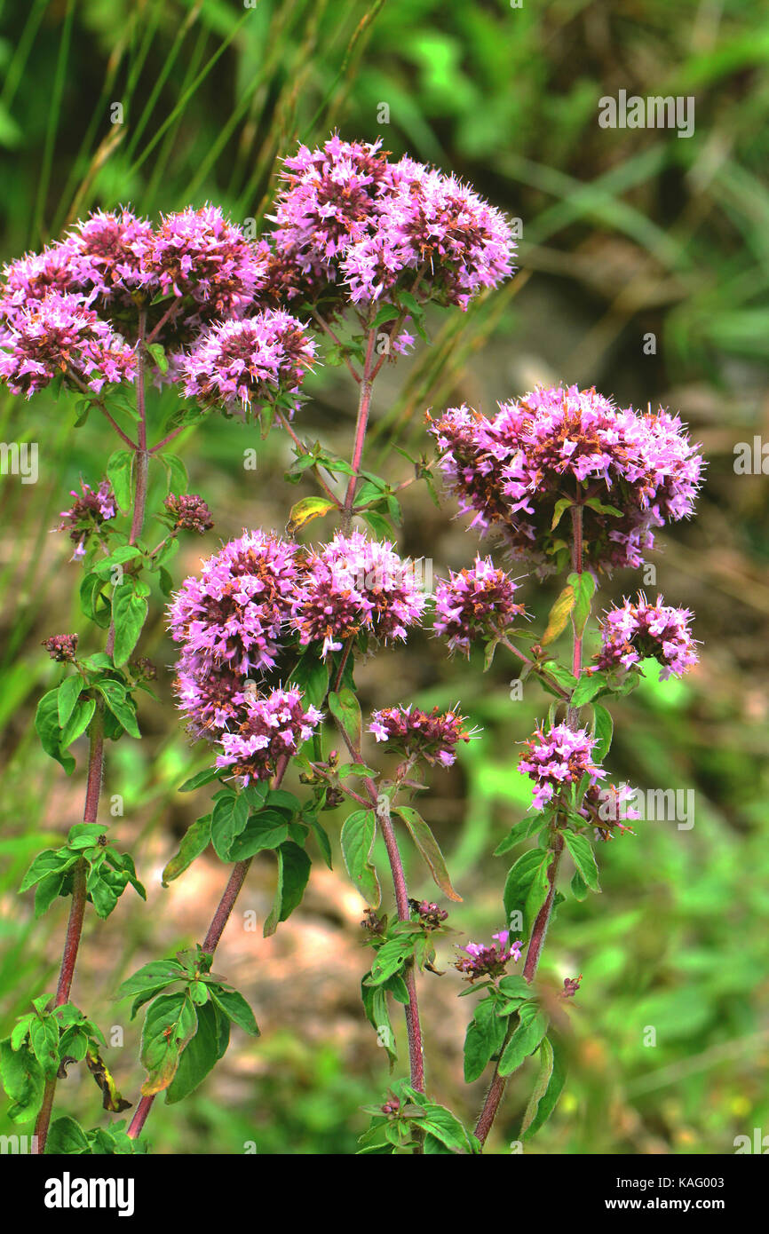 Oregano, Wild Majoram (Origanum vulgare), flowering. Stock Photo