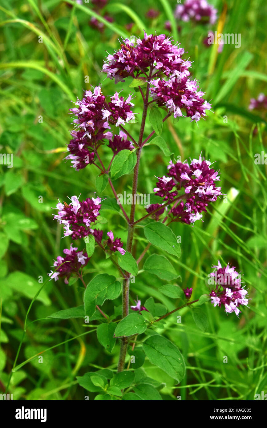 Oregano, Wild Majoram (Origanum vulgare), flowering. Stock Photo
