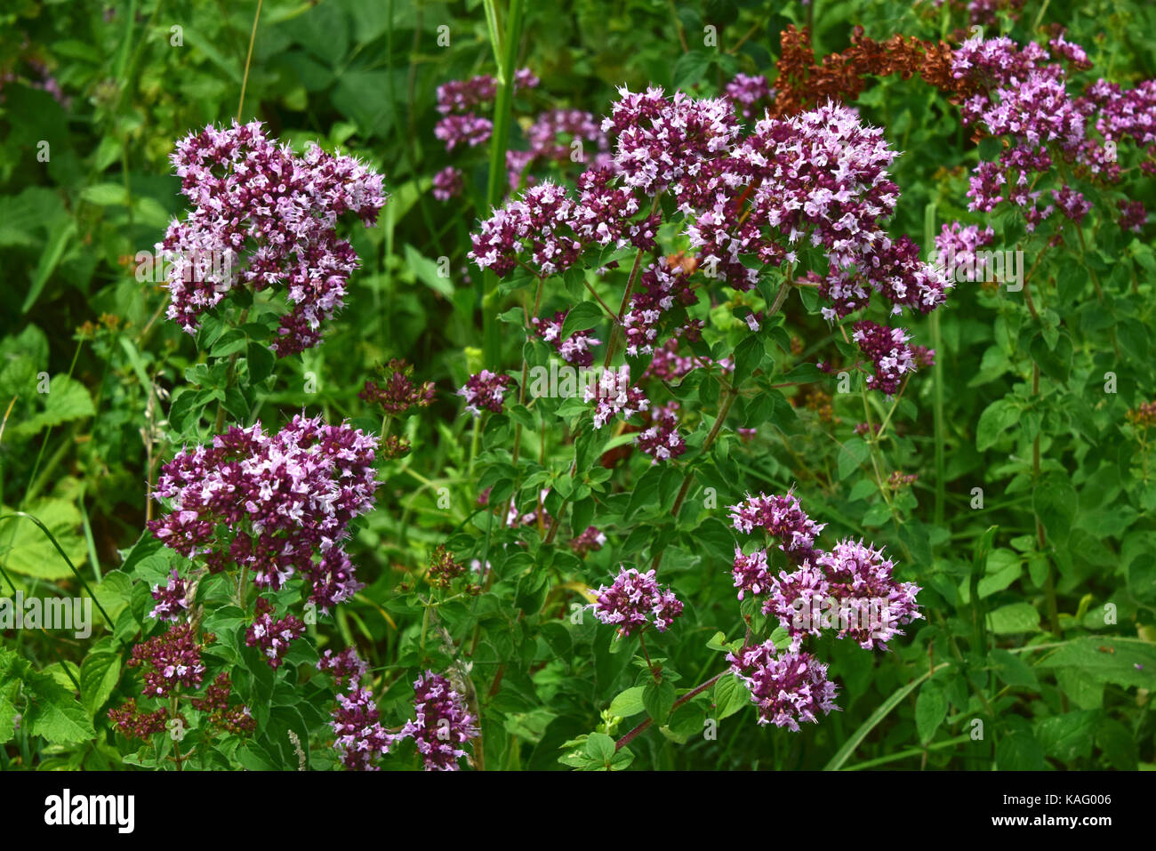 Oregano, Wild Majoram (Origanum vulgare), flowering. Stock Photo