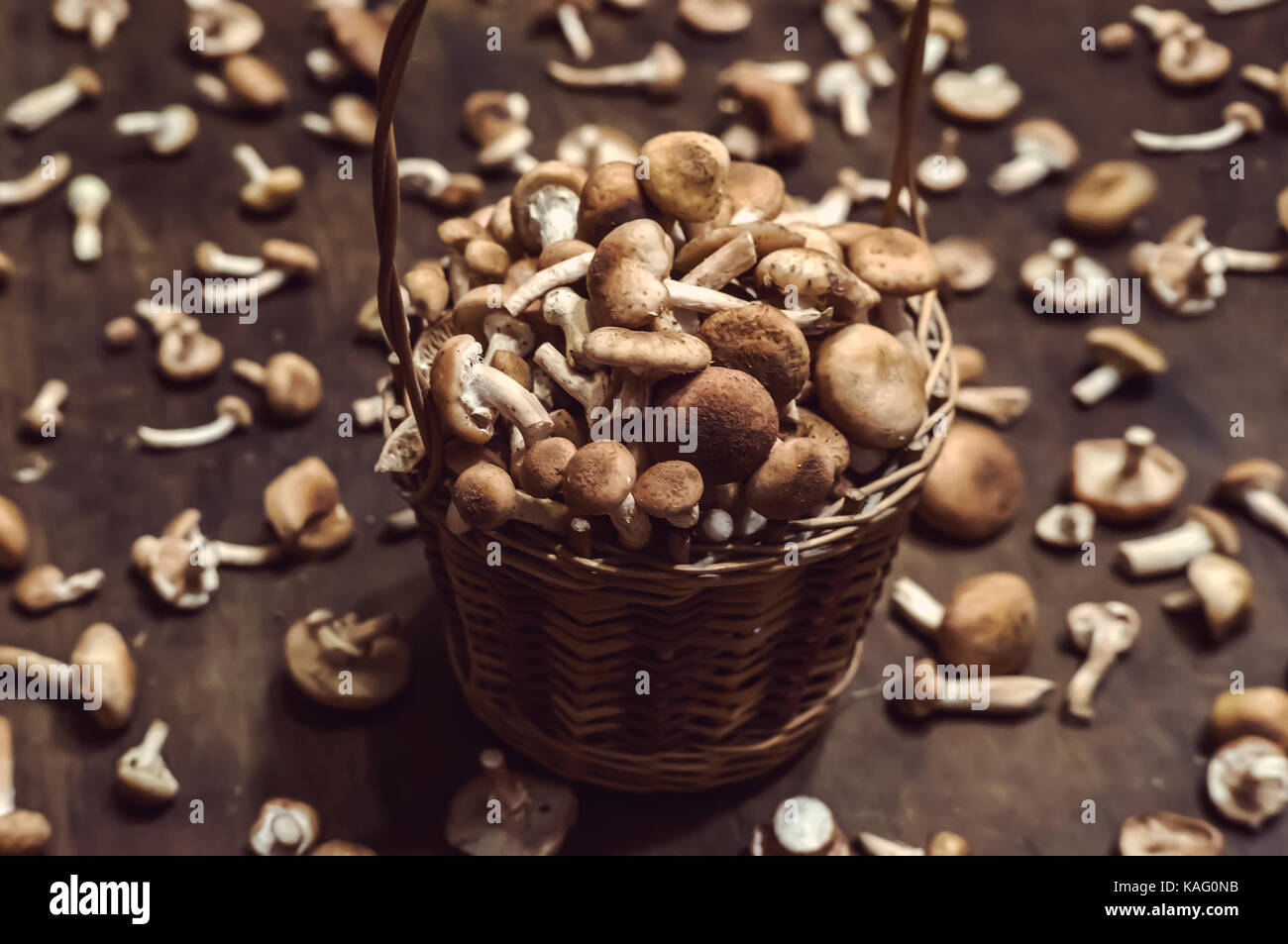 Armillaria mellea commonly known as honey fungus in the heaped wicker basket. The full wicker basket of mushrooms Fresh edible natural mushrooms Armil Stock Photo