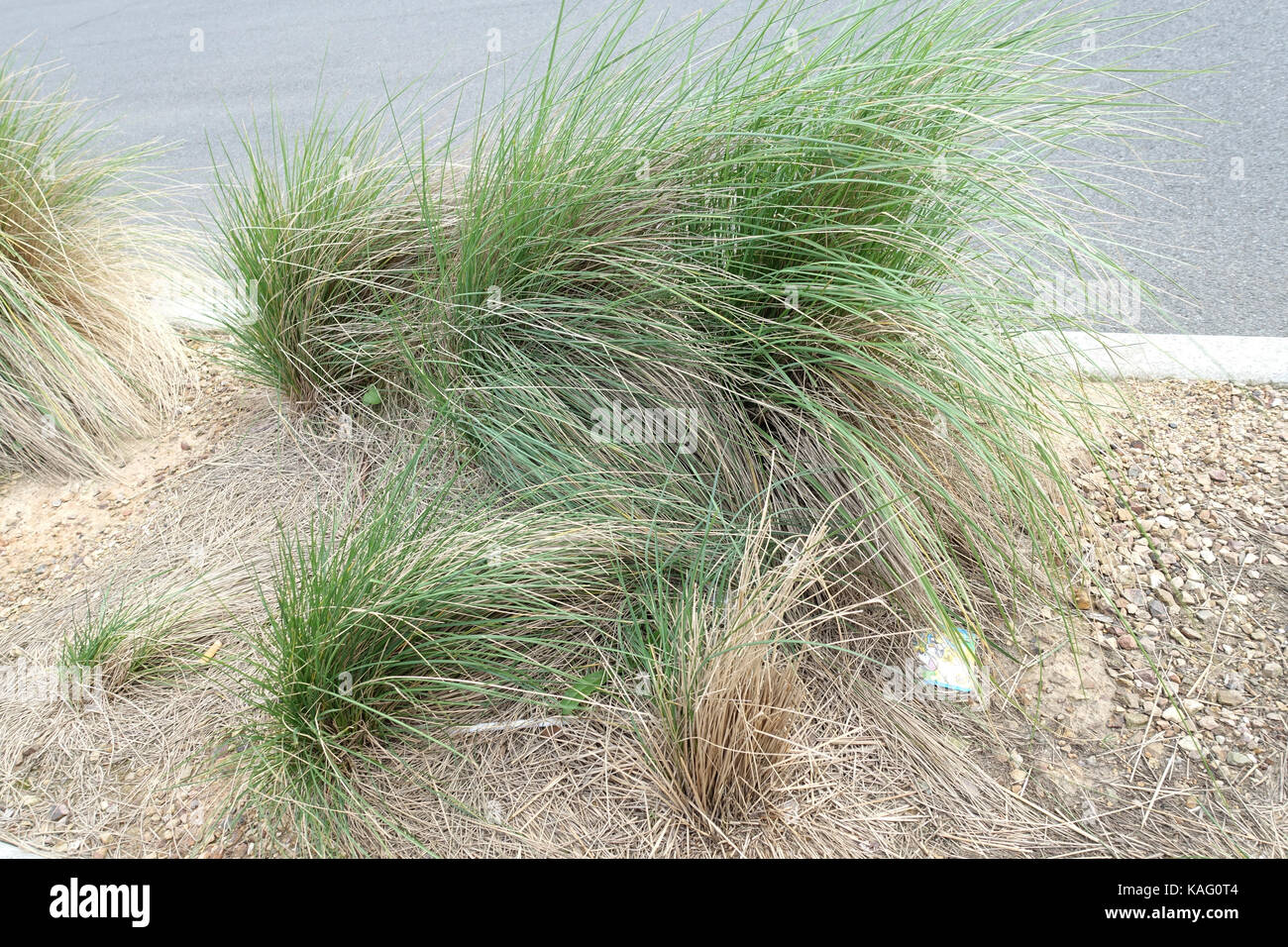 Poa labillardieri grass Stock Photo
