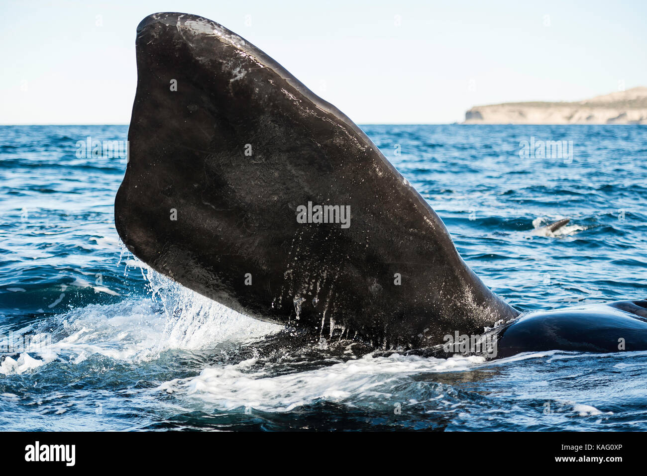 Close up view of the pectoral fin of a southern right whale