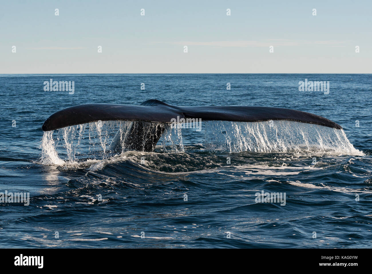 Close up view of a southern right whale tail fluke, Valdes Peninsula, Patagonia, Argentina. Stock Photo