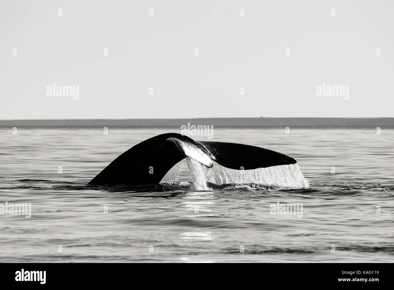 Whale black and white hi-res stock photography and images - Alamy