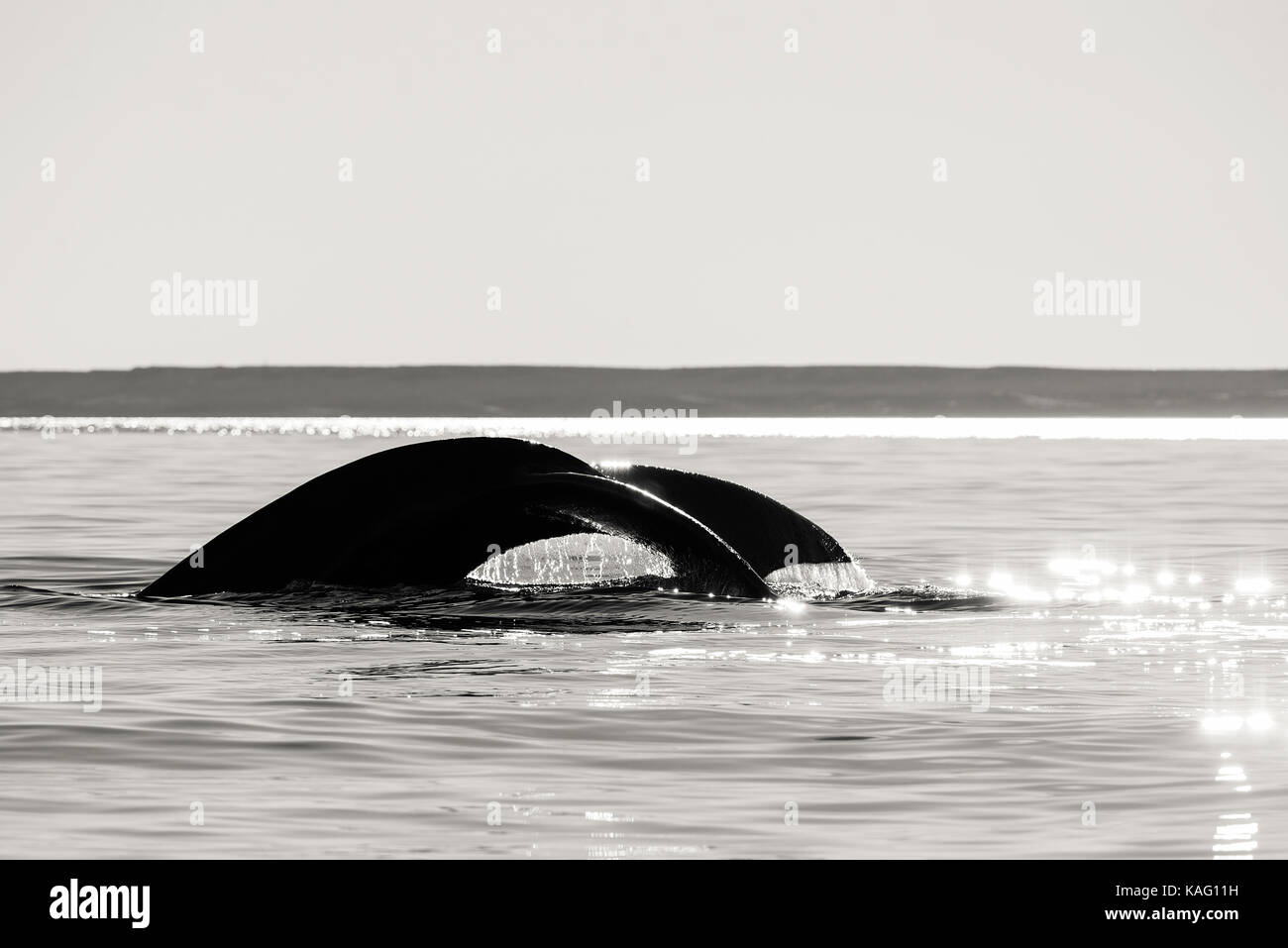 A north atlantic right whale hi-res stock photography and images - Alamy