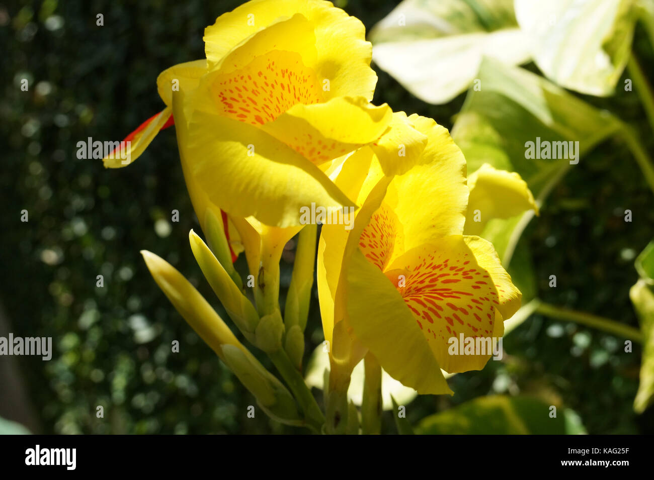 Yellow canna lily with red spots in the inside. Stock Photo