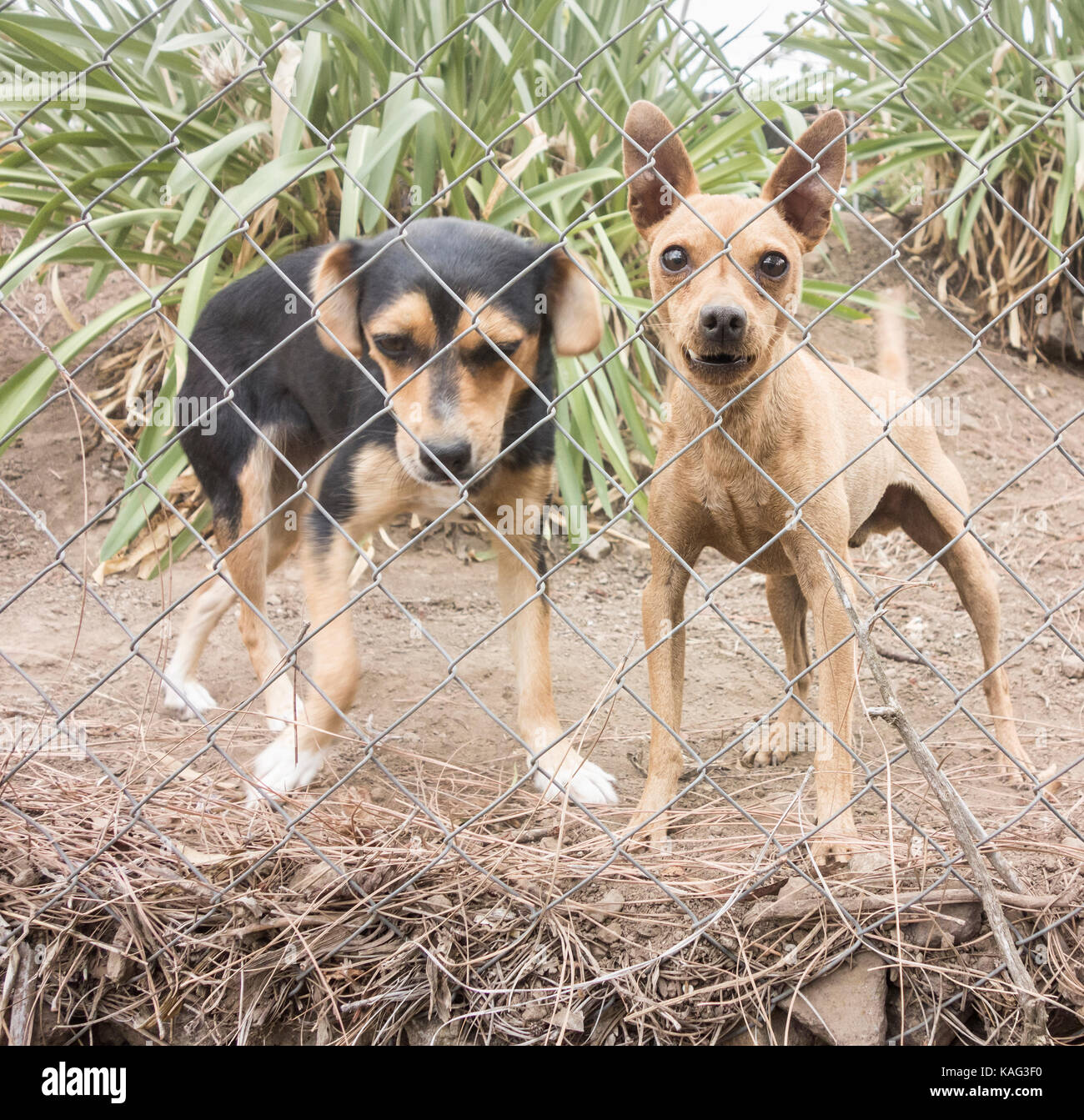 Two small guard dogs behind fence. Stock Photo
