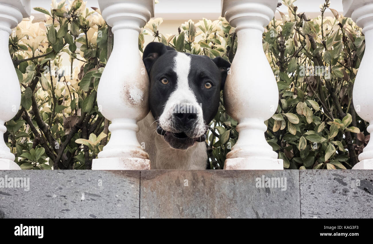 Large Guard dog protecting villa in Spain Stock Photo