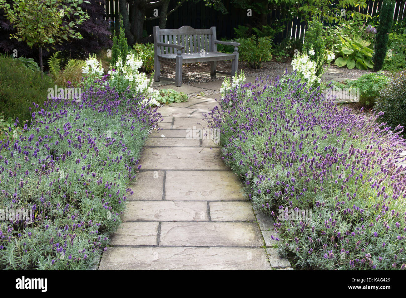 Lavender Path leading to Garden Bench Stock Photo