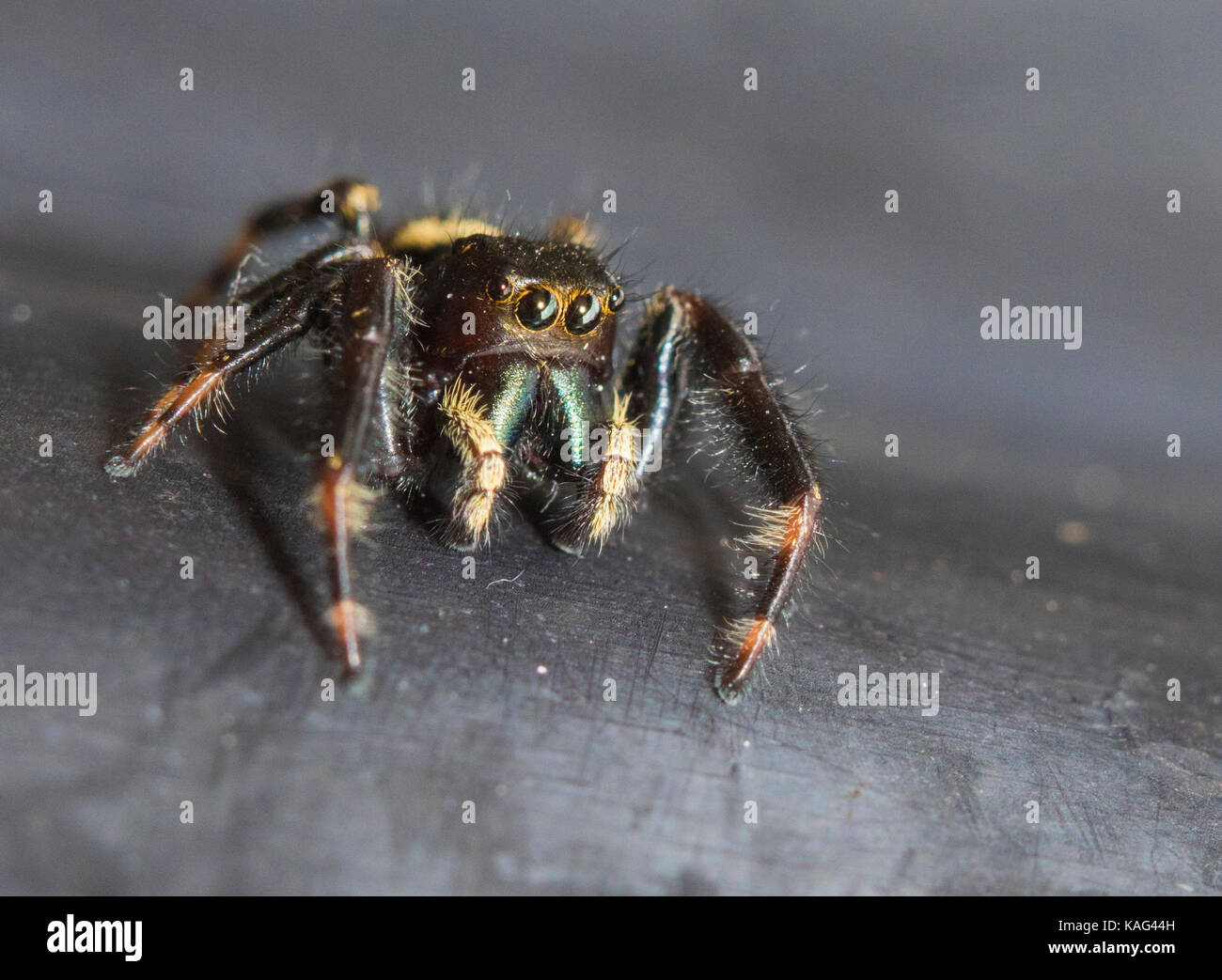 Phidippus johnsoni, the red-backed jumping spider female Stock Photo