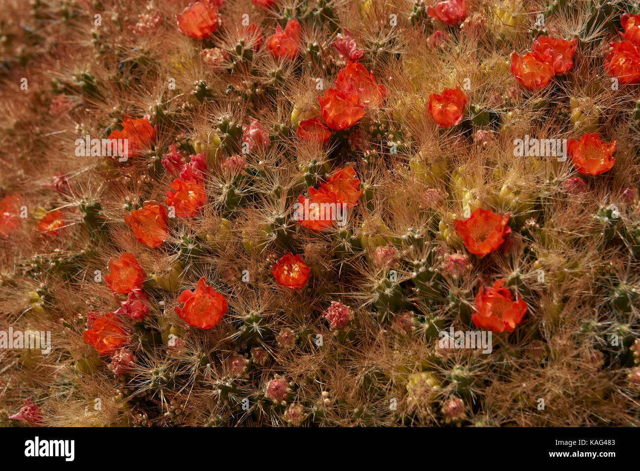 Flowering cacti (Cumulopuntia boliviana) high on the Altiplano of northern Chile in Lauca National Park. Stock Photo