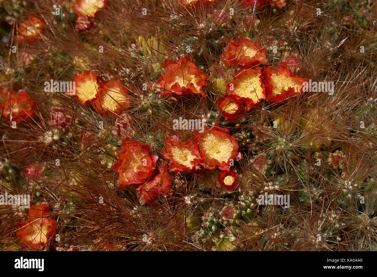 Flowering cacti (Cumulopuntia boliviana) high on the Altiplano of northern Chile in Lauca National Park. Stock Photo