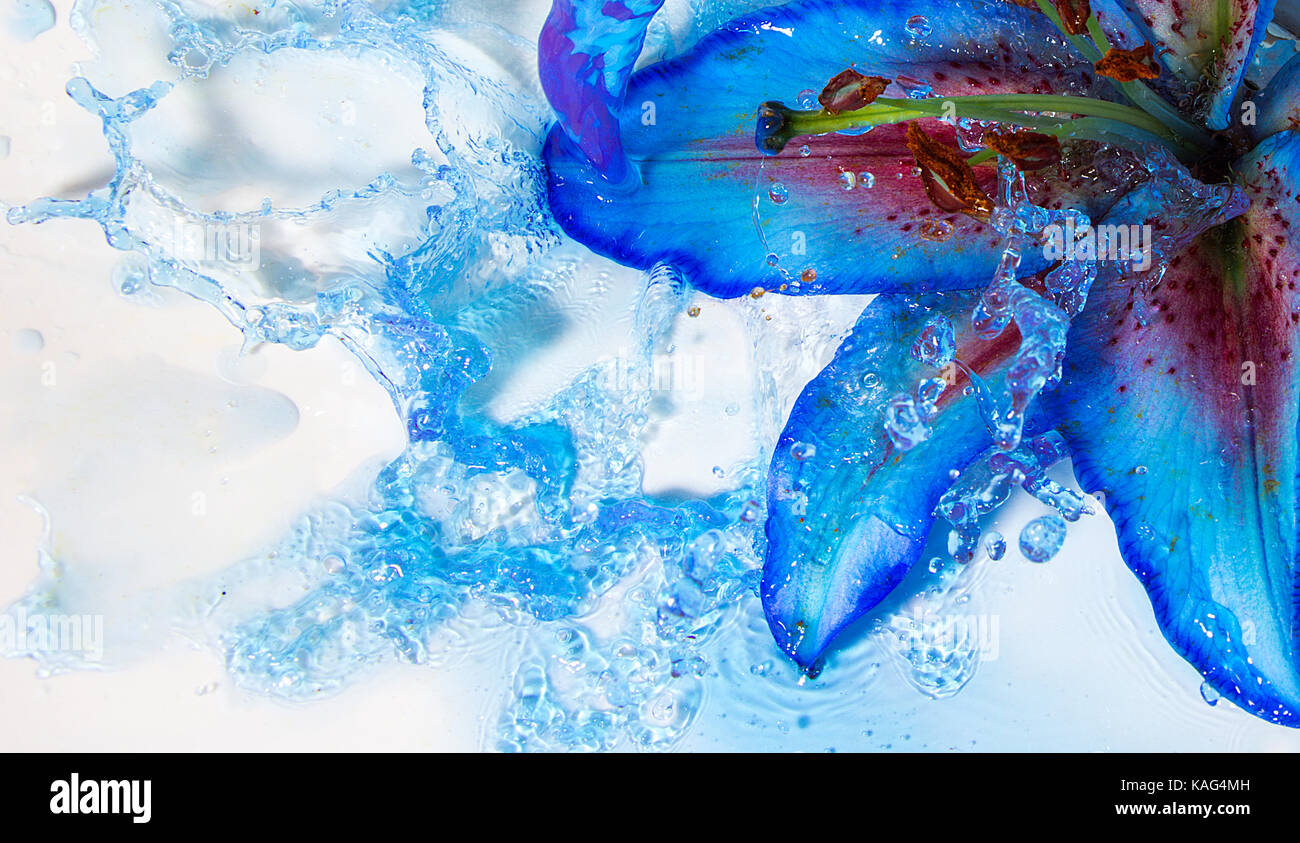 water splash on water lily Stock Photo