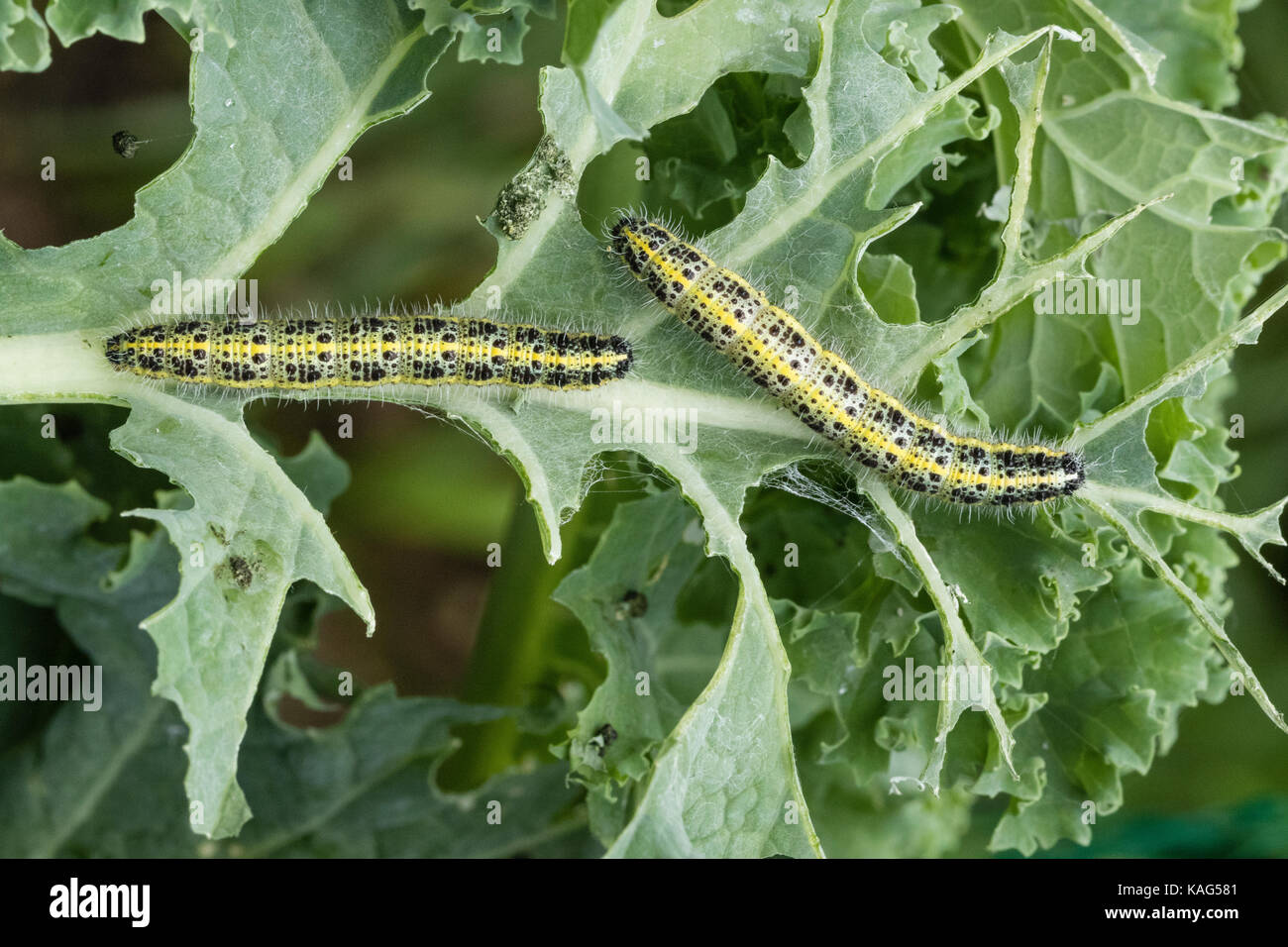 Caterpillars of the large white butterfly on curly kale Stock Photo Alamy