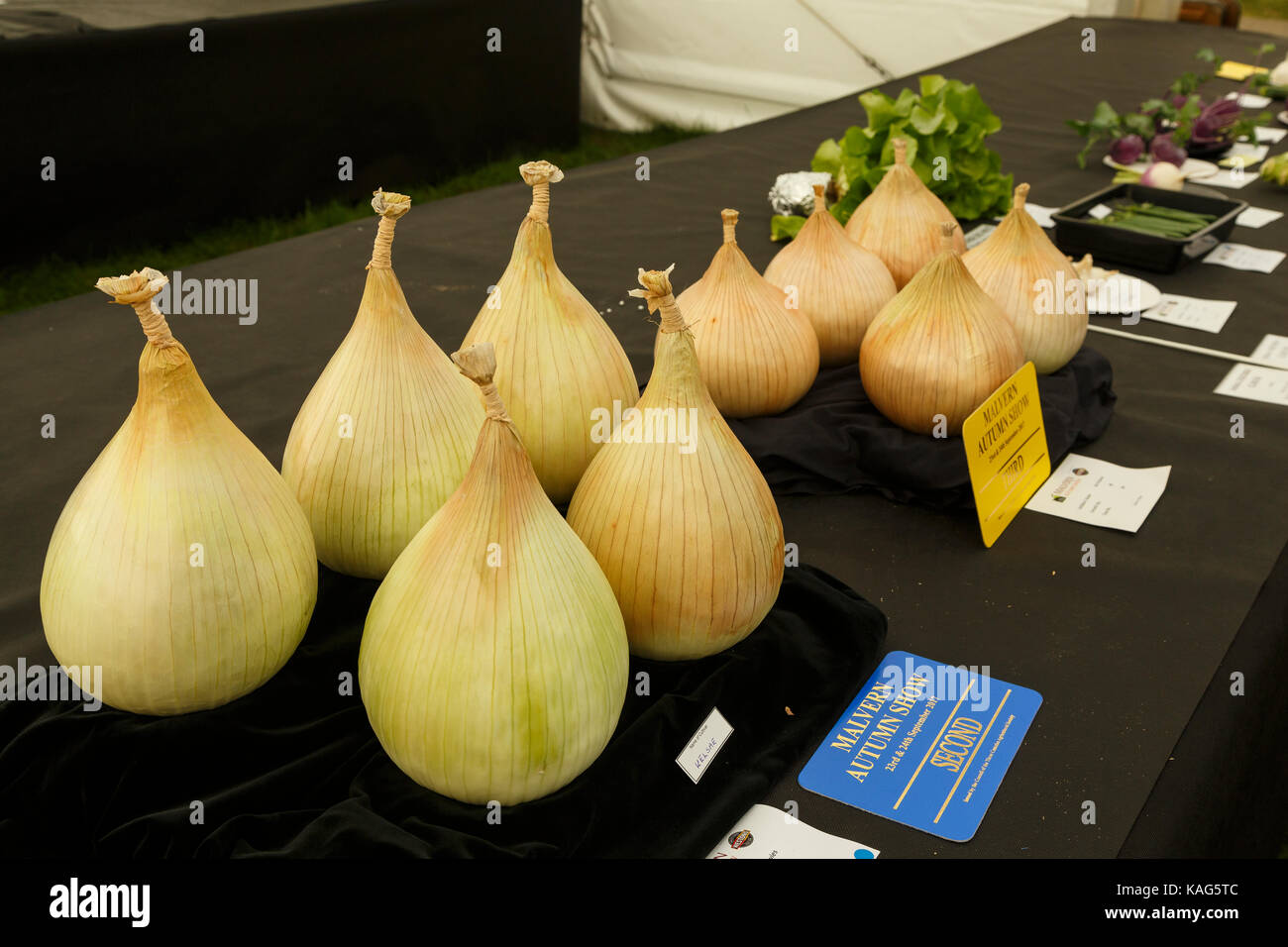 Vegetables at the Three Counties Autumn Show, Malvern. Stock Photo