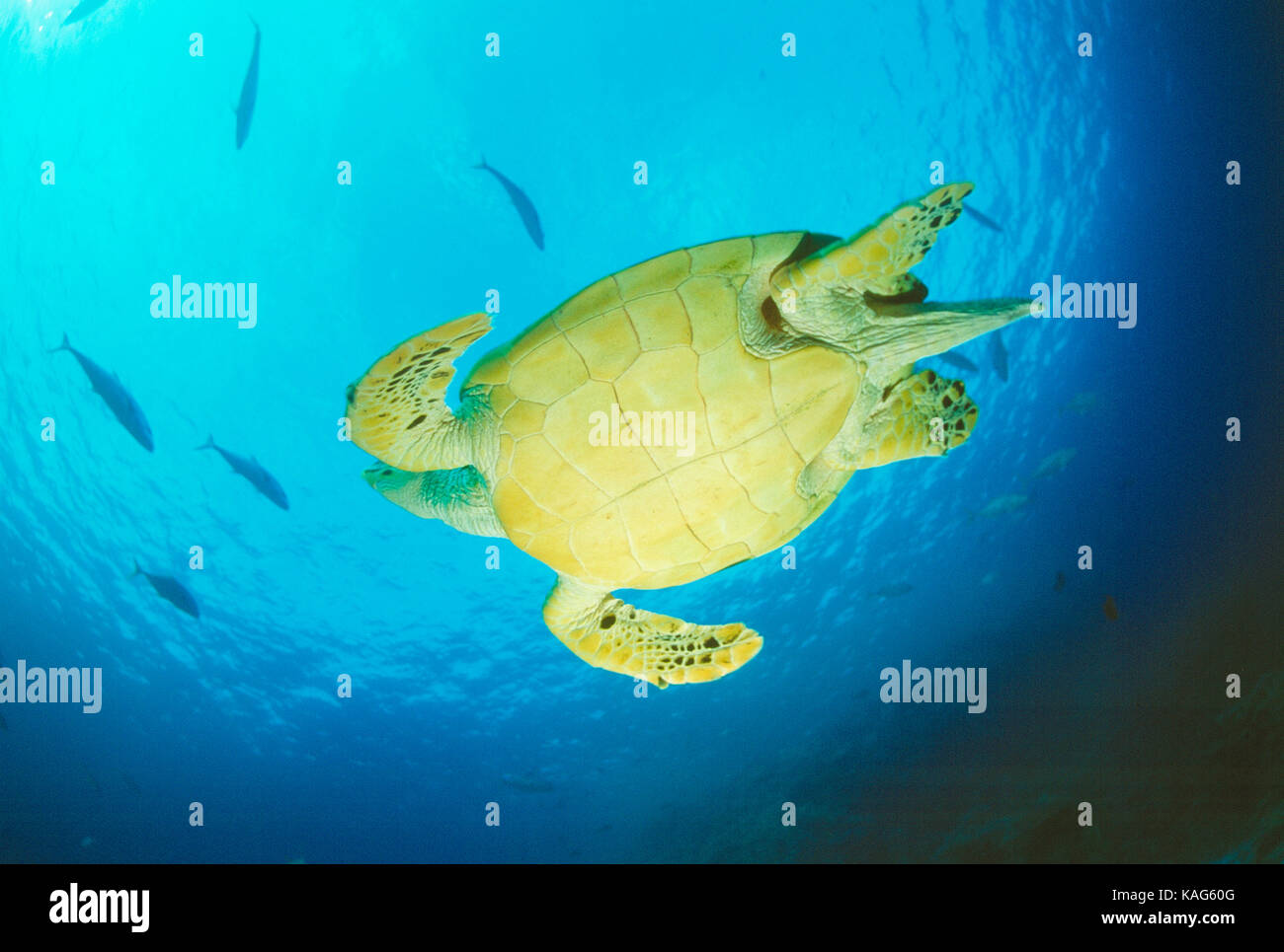 Egypt. Red Sea. View of underside of Hawksbill Turtle swimming underwater. Stock Photo