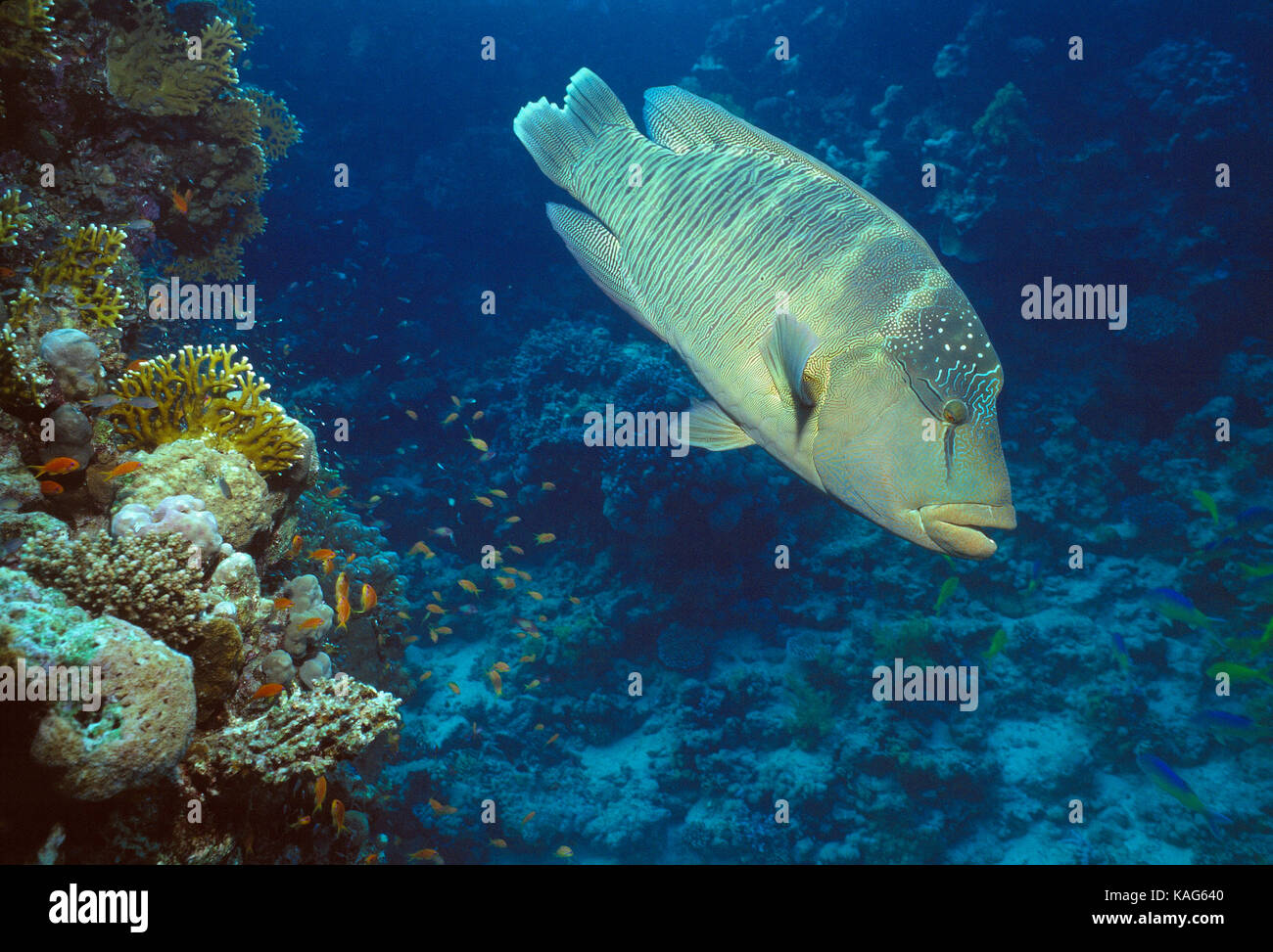 Egypt. Red Sea. Wildlife. Napoleon fish. Humphead Wrasse. Stock Photo