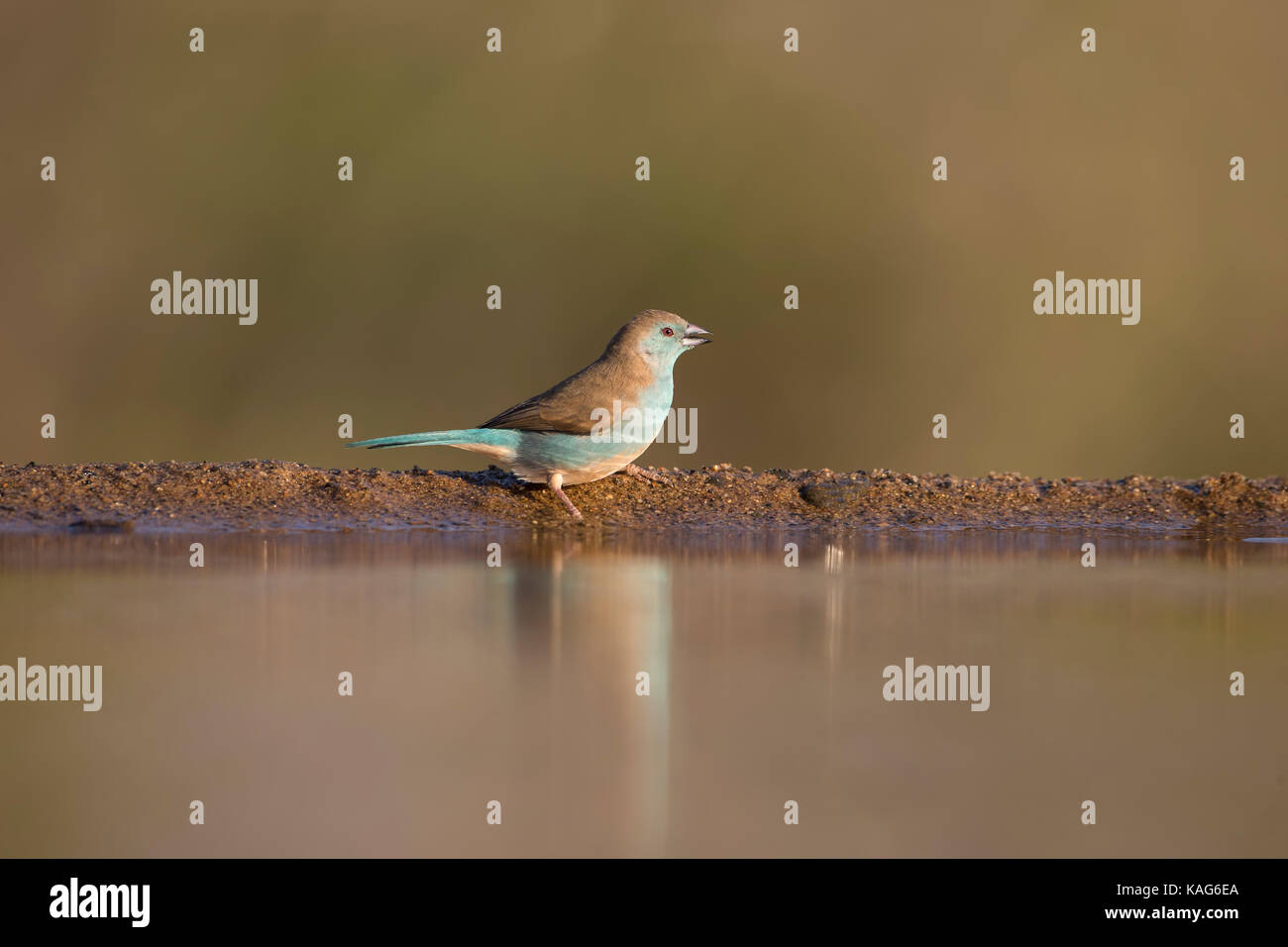 Blue Waxbill Uraeginthus angolensis in profile on the bank of a calm water pool Stock Photo