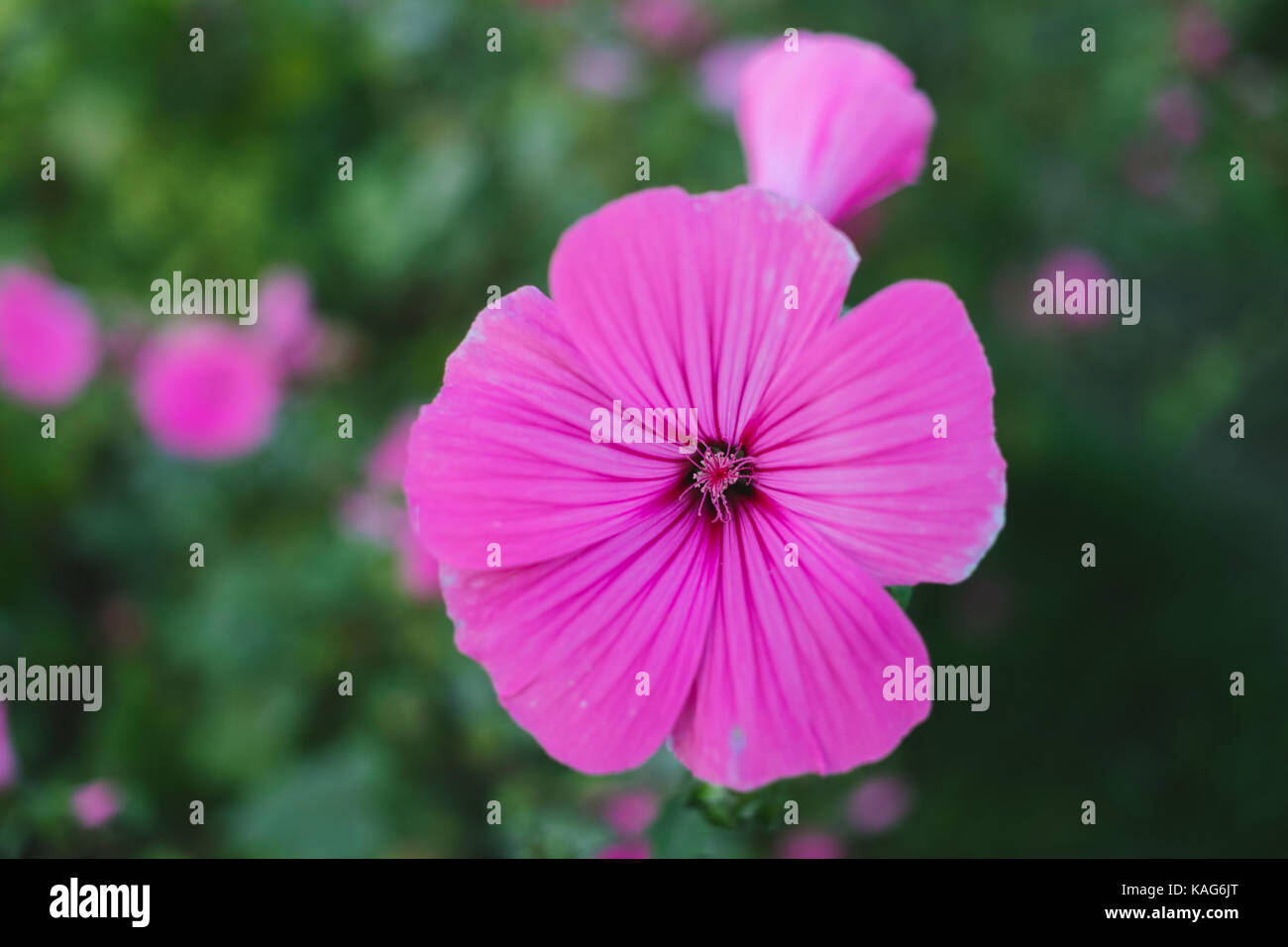 Beauty background hi-res stock photography and images - Alamy