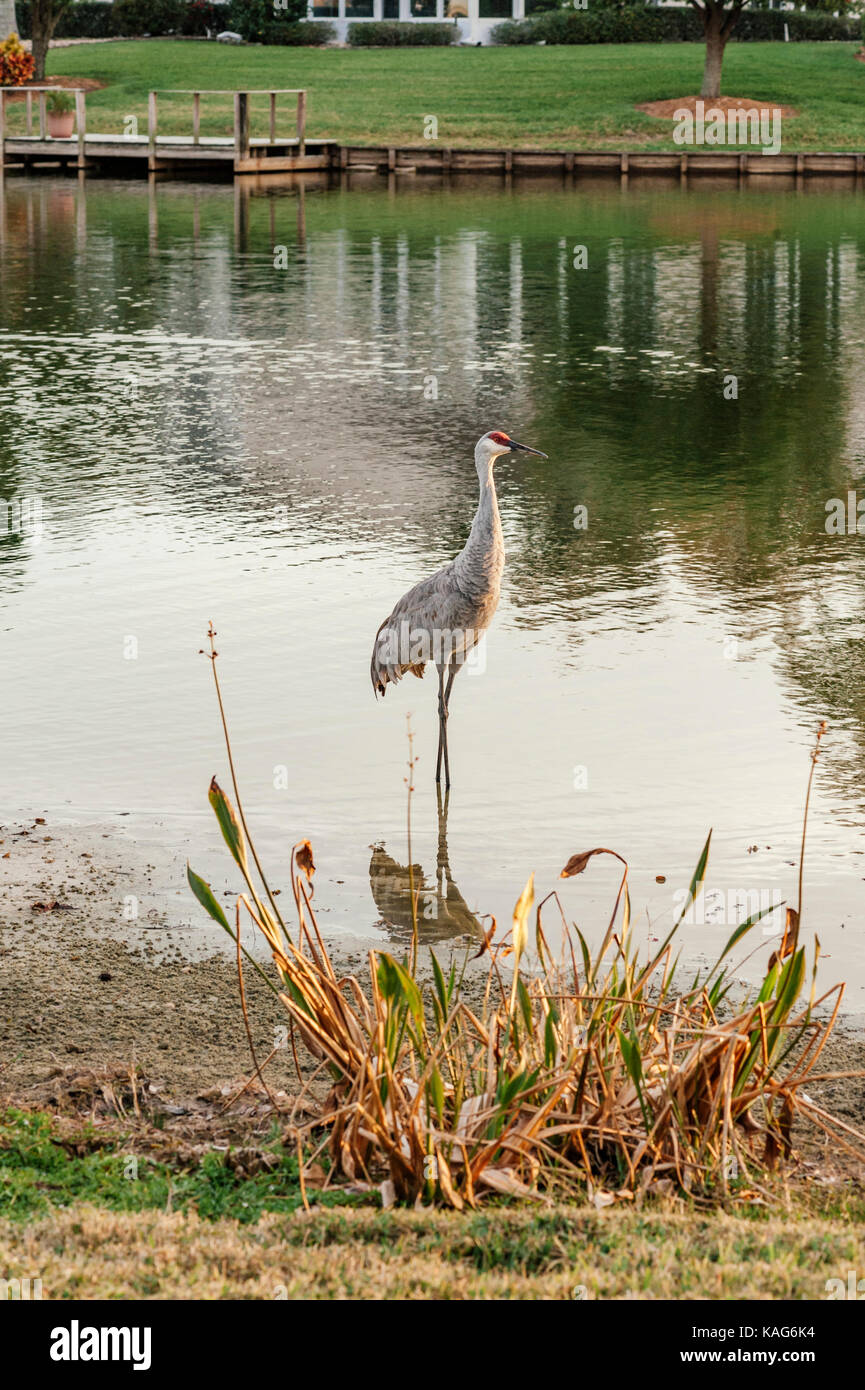 A sand hill crane, antigone canadensis, wading in the shallows of a small lake in Florida, looking for food.  Lutz, Florida, USA. Stock Photo