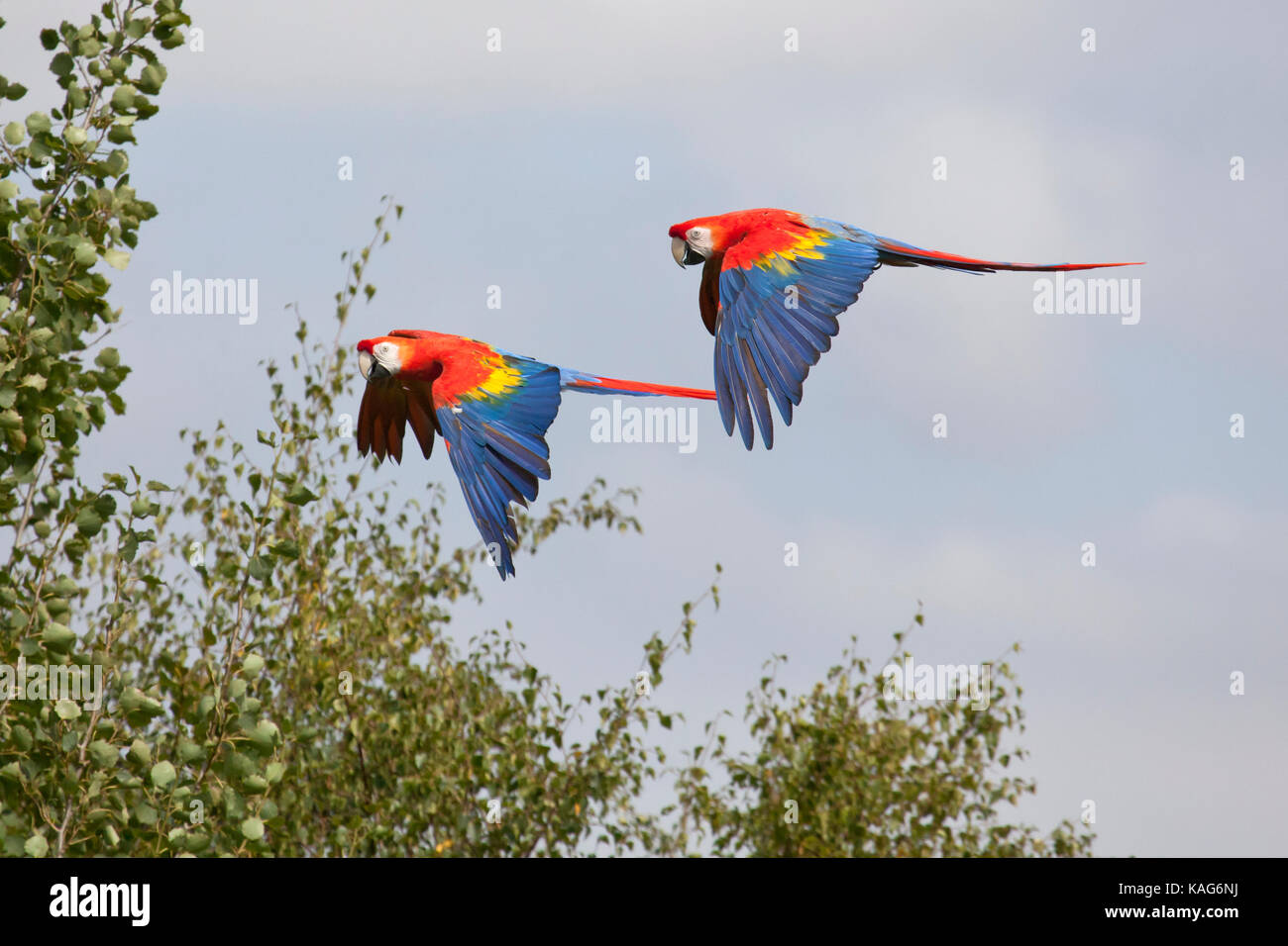 Two Scarlet Macaws flying close to each other Stock Photo