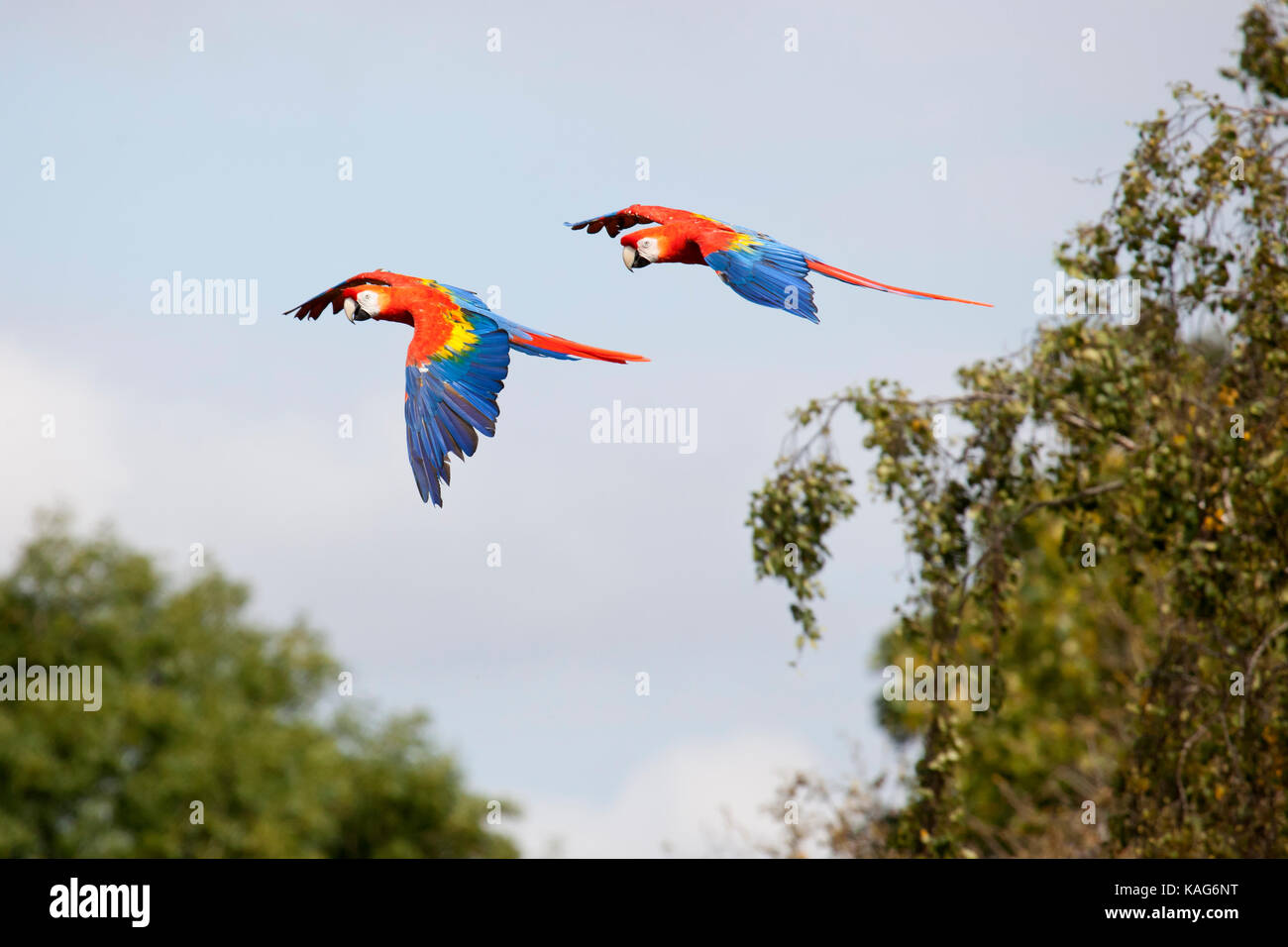 Two Scarlet Macaws flying close to each other Stock Photo