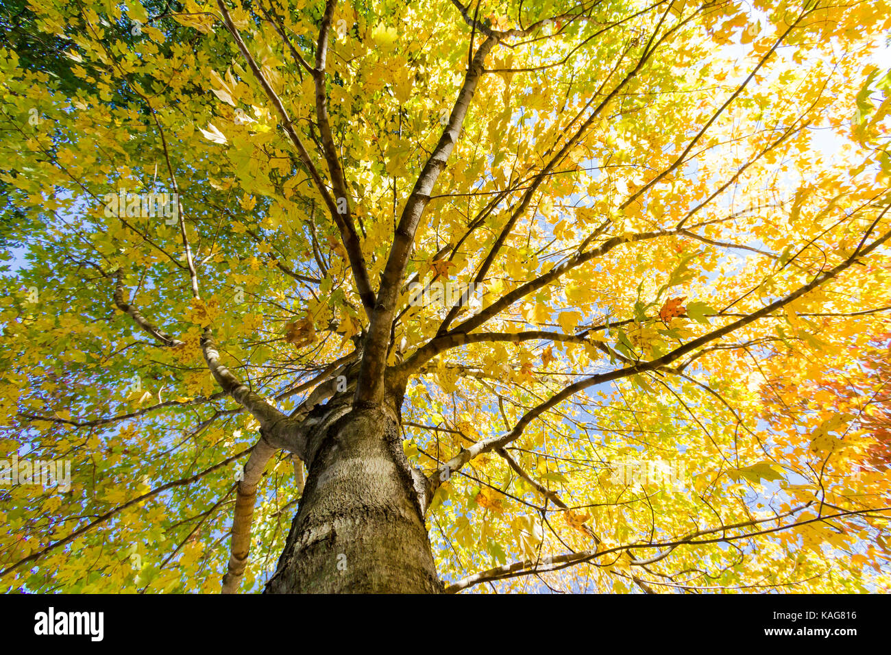 Maple Tree changing color in the autumn Stock Photo - Alamy