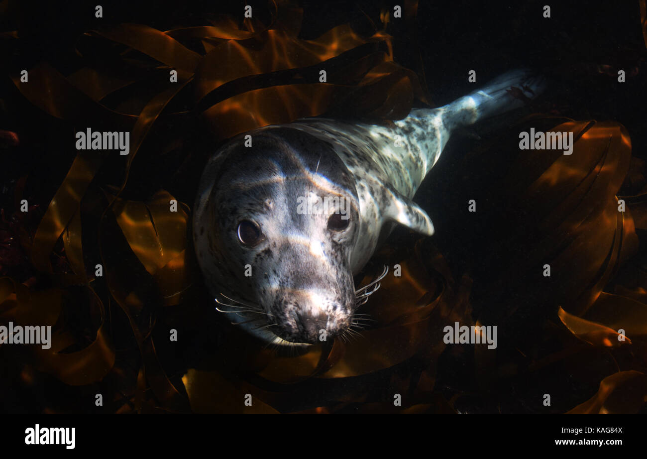 Juvenile grey seal pup underwater on a kelp bed at the Isles of Scilly Stock Photo