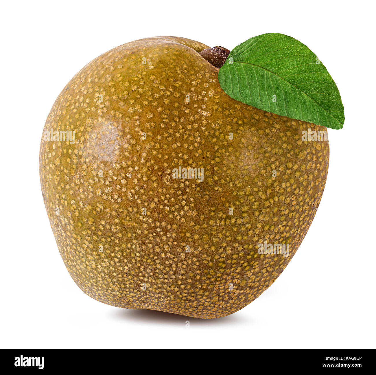 Asian pear(Pyrus pyrifolia ) isolated on white background. Stock Photo