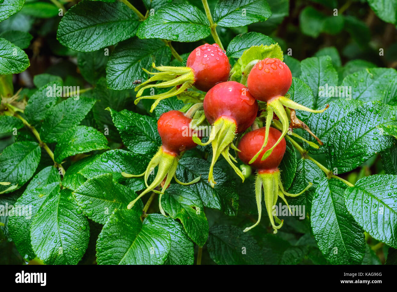 Bright and ripe fruit of wild rose with raindrops on a background of ...