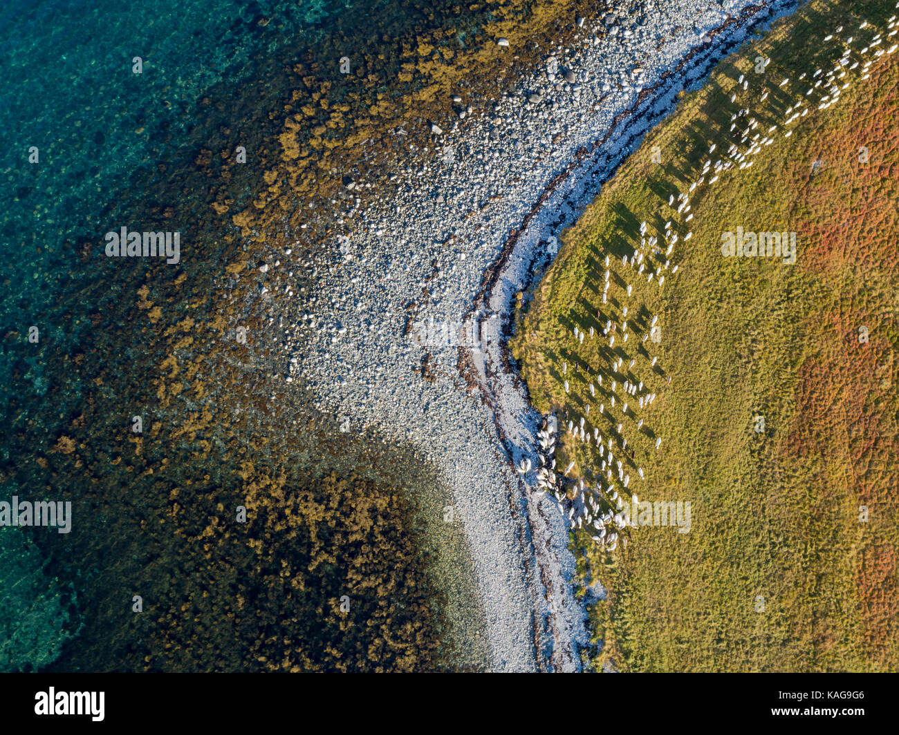 Aerial drone view of nature coastline with herd of goats on pasture Stock Photo