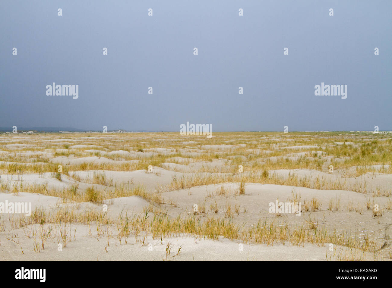 Low dunes grown with Sand Couch Stock Photo