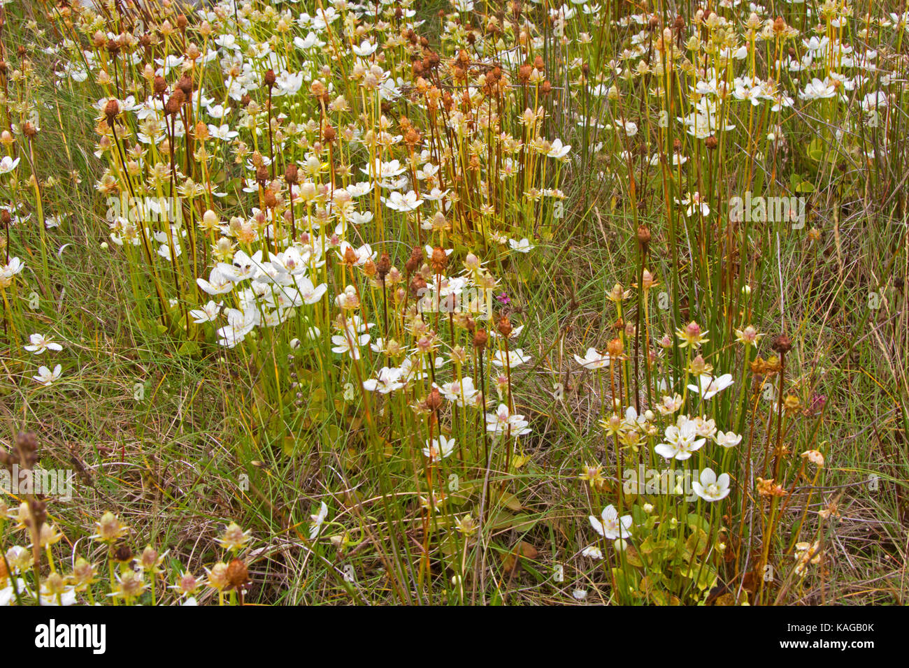 Field with lots of white flowers of Marsh grass of Parnassus Stock Photo